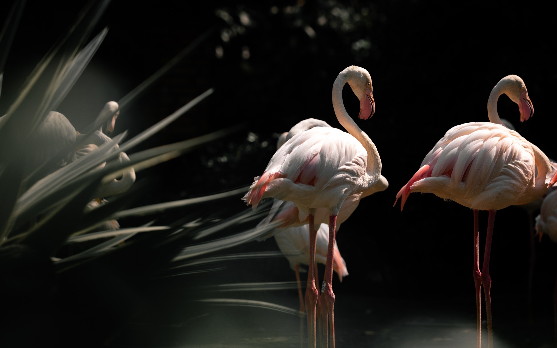 Розовые фламинго стоят в воде спиной 