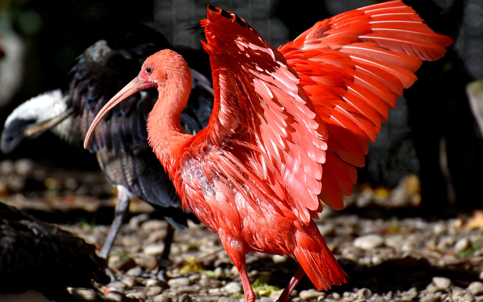 Красный ибис расправил крылья