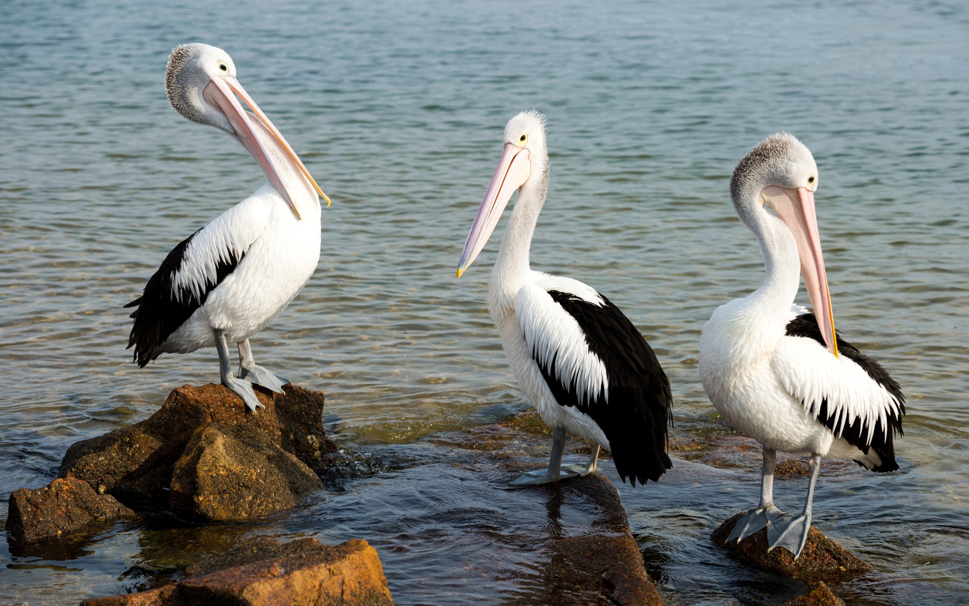 Три пеликана стоят на камнях в воде 