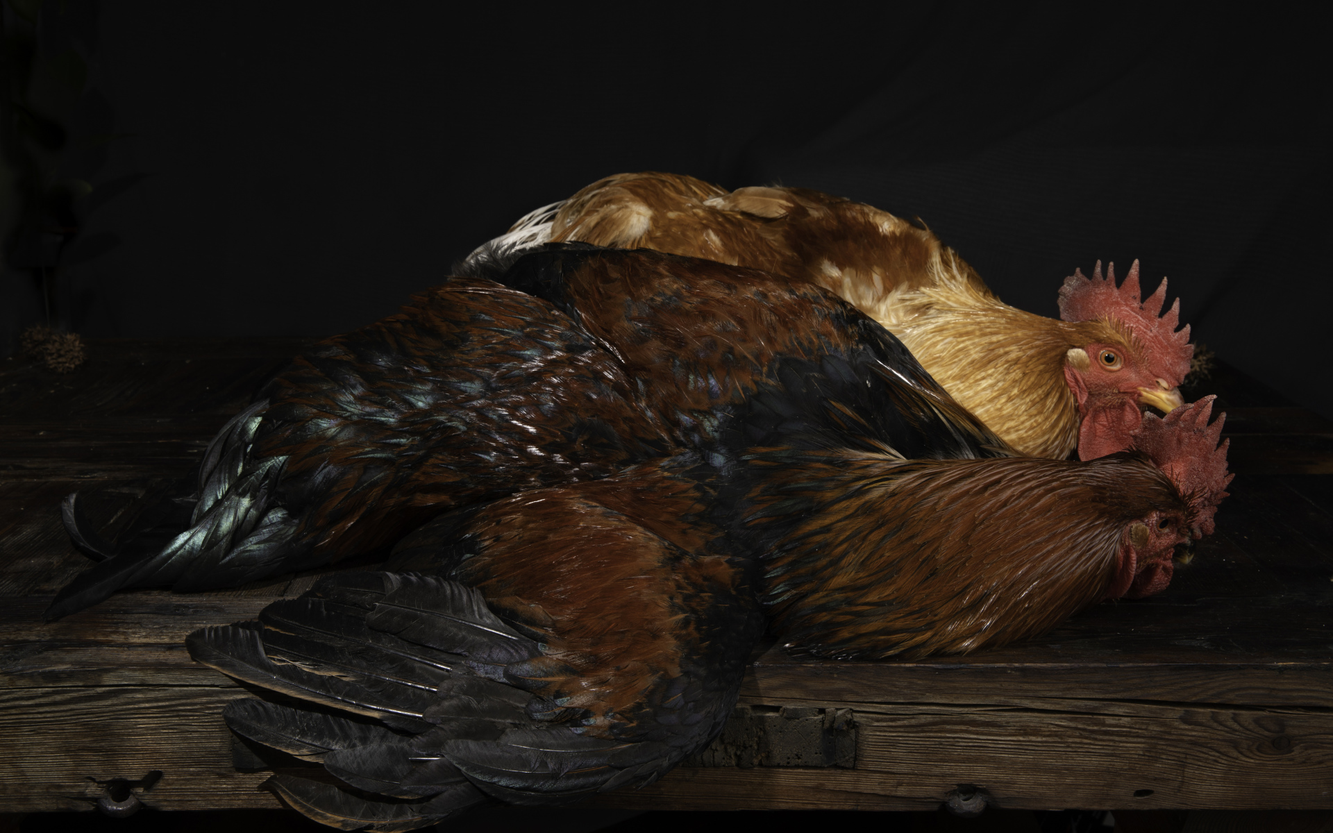 Два коричневых петуха на столе 