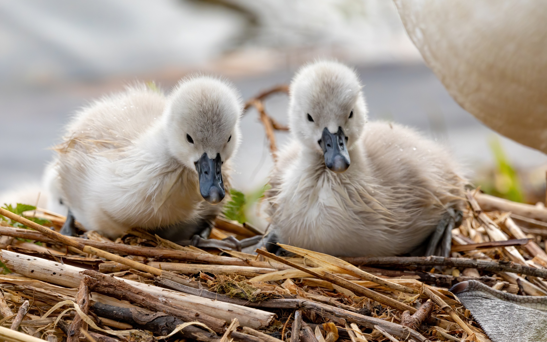 Два маленьких лебедя в гнезде 