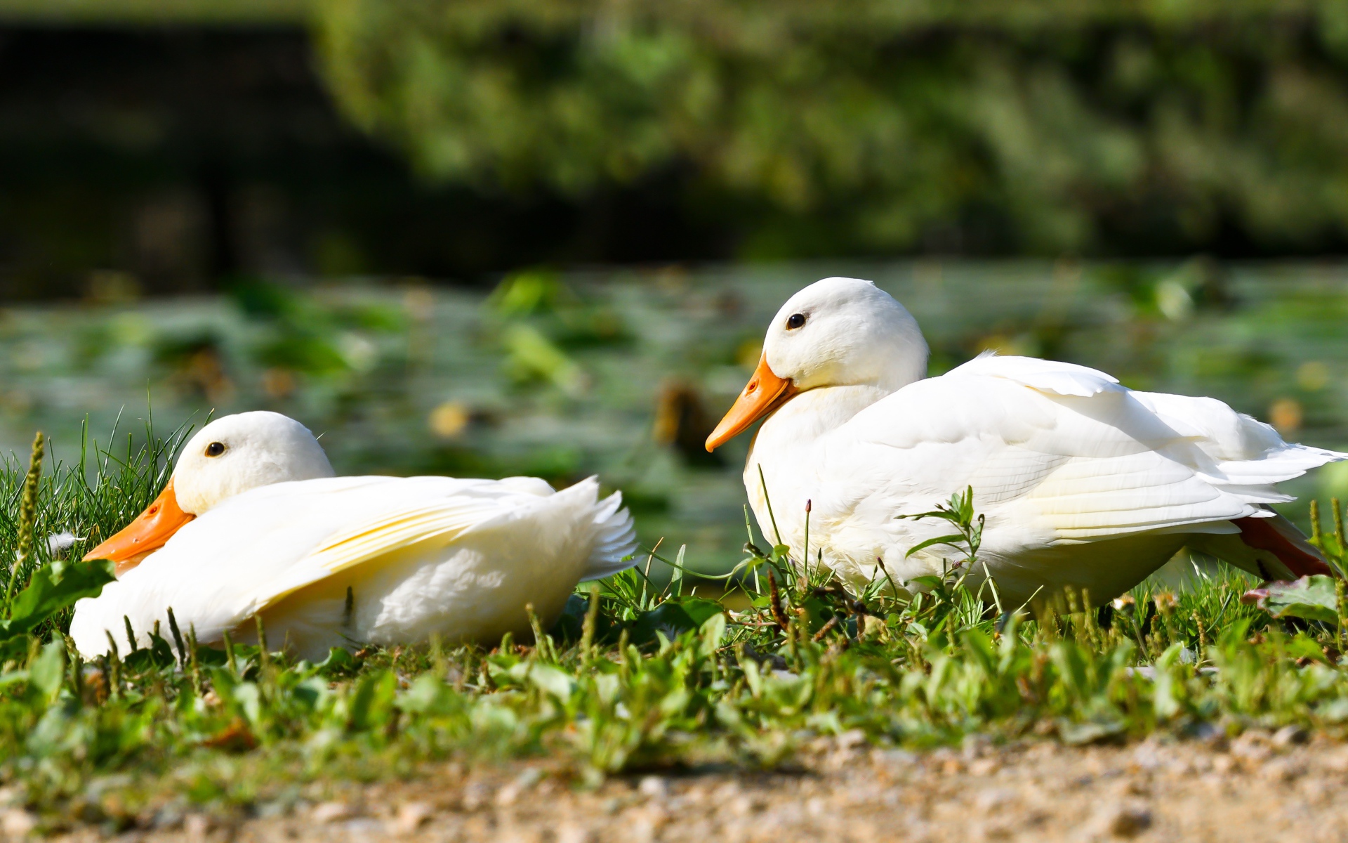 Две белые утки сидят на зеленой траве