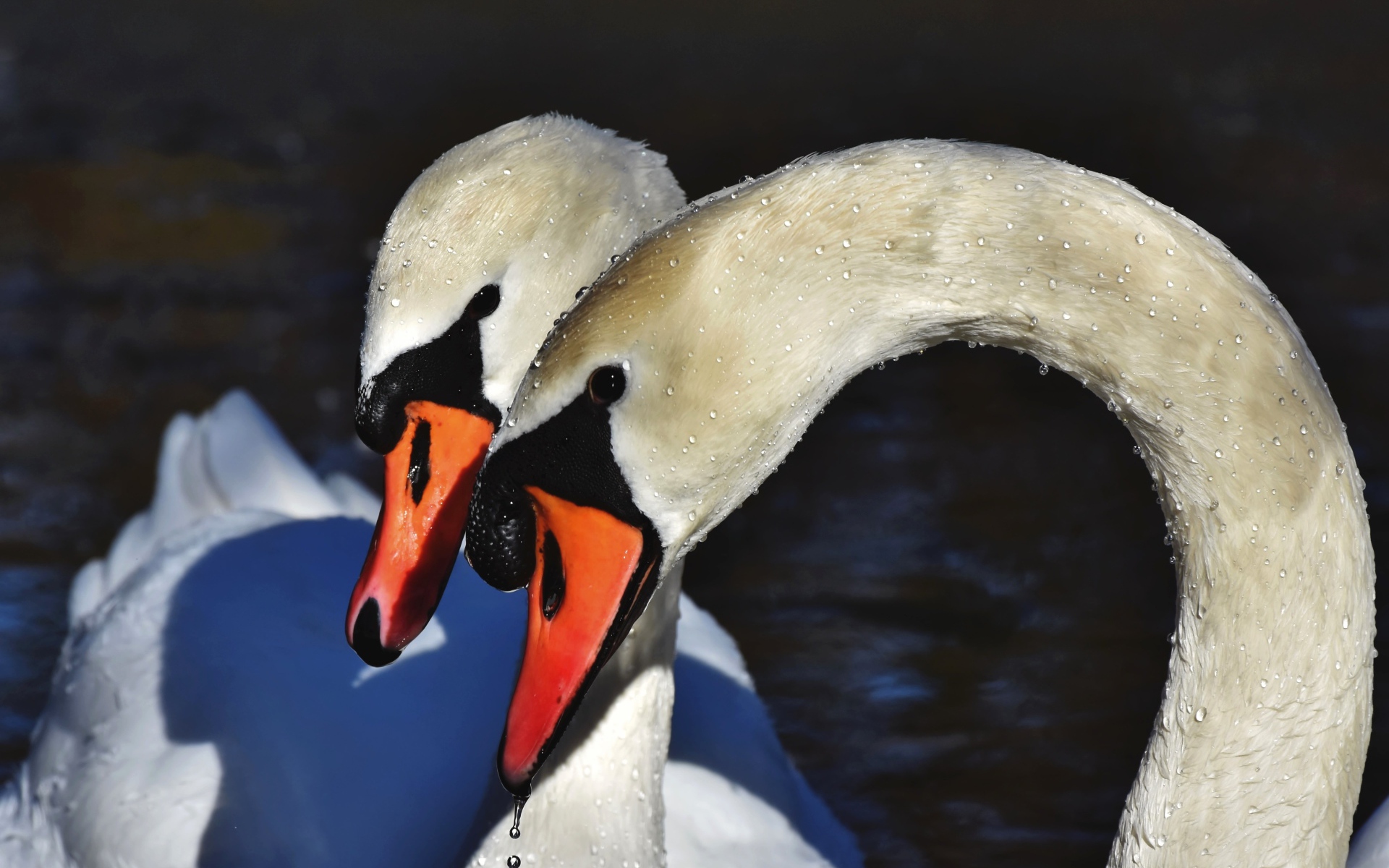 Два белых лебедя искупались в воде