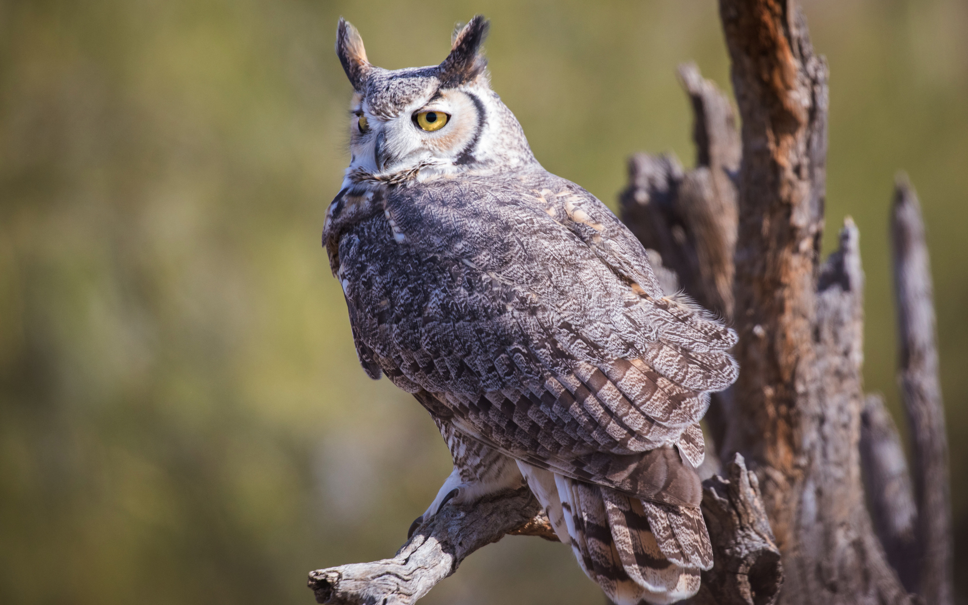 Виргинский филин сидит на ветке 