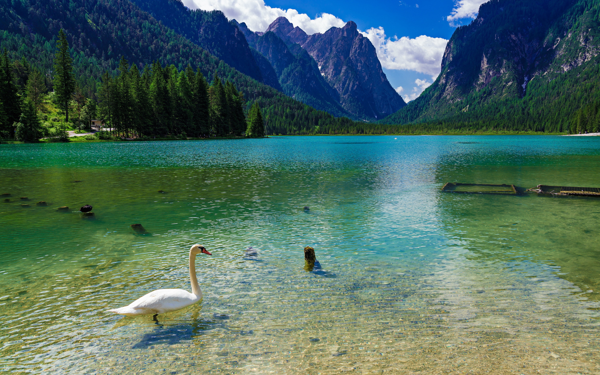 Белый лебедь плавает в горном озере