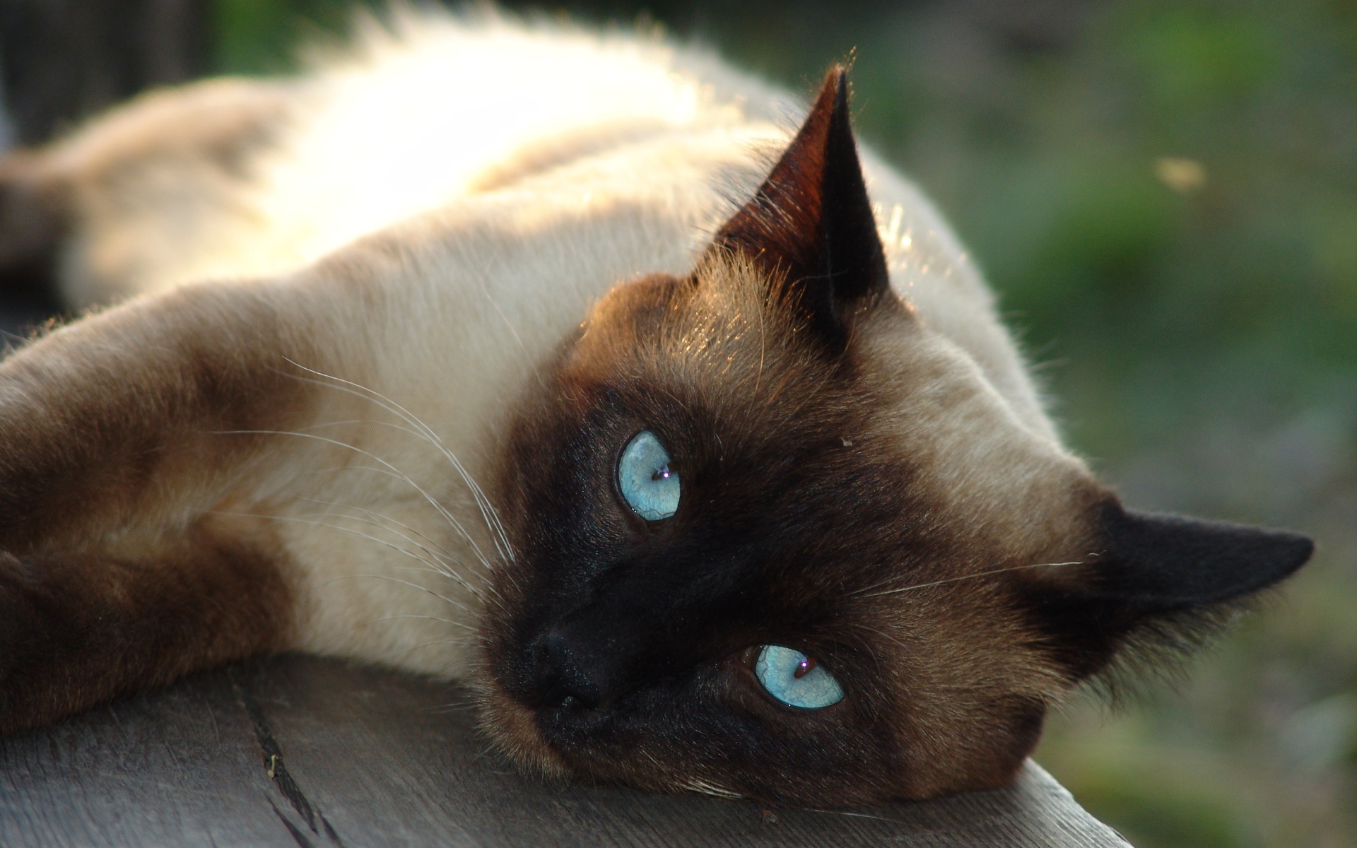 Красивый голубоглазый сиамский кот лежит на лавке 