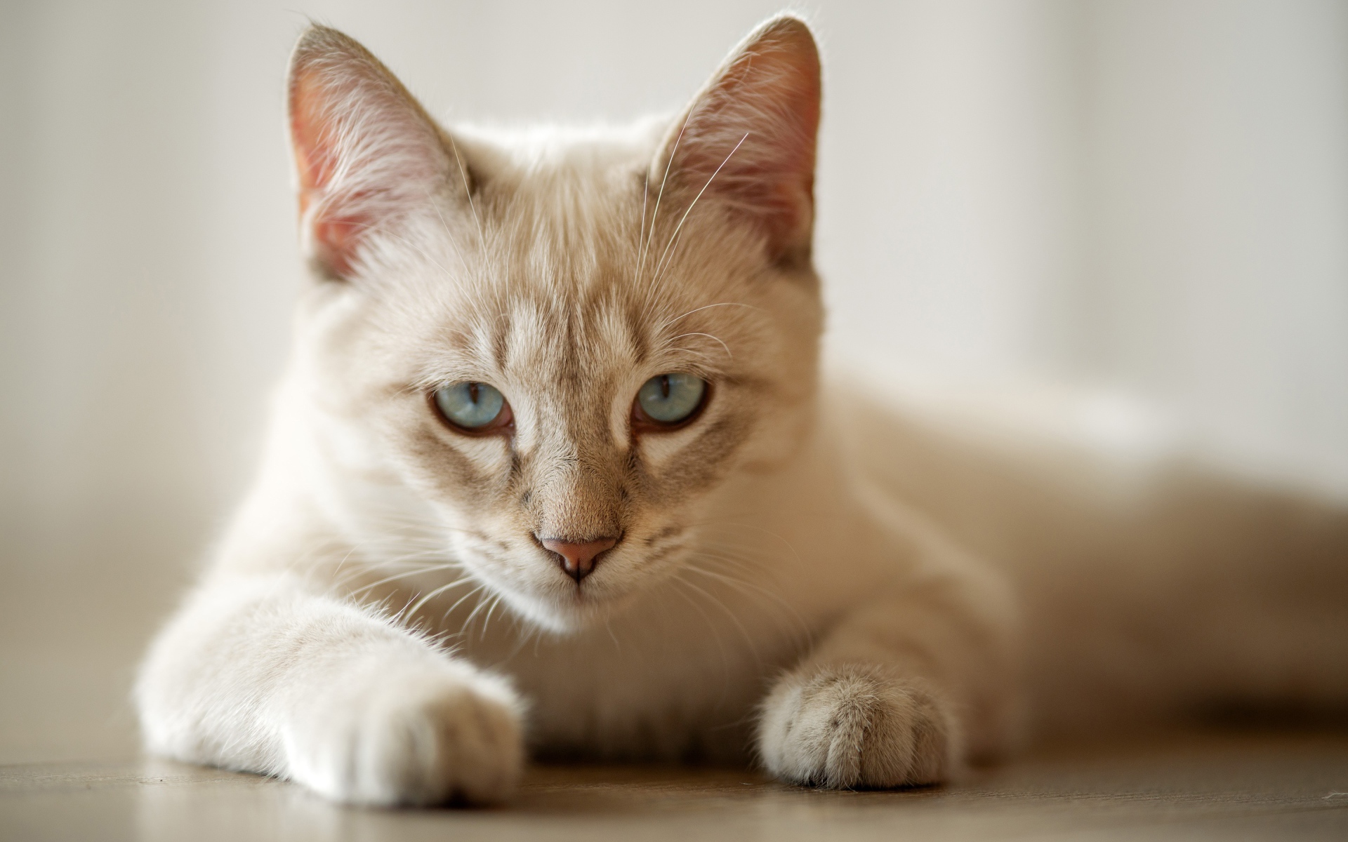 Красивая голубоглазая породистая домашняя кошка лежит на полу