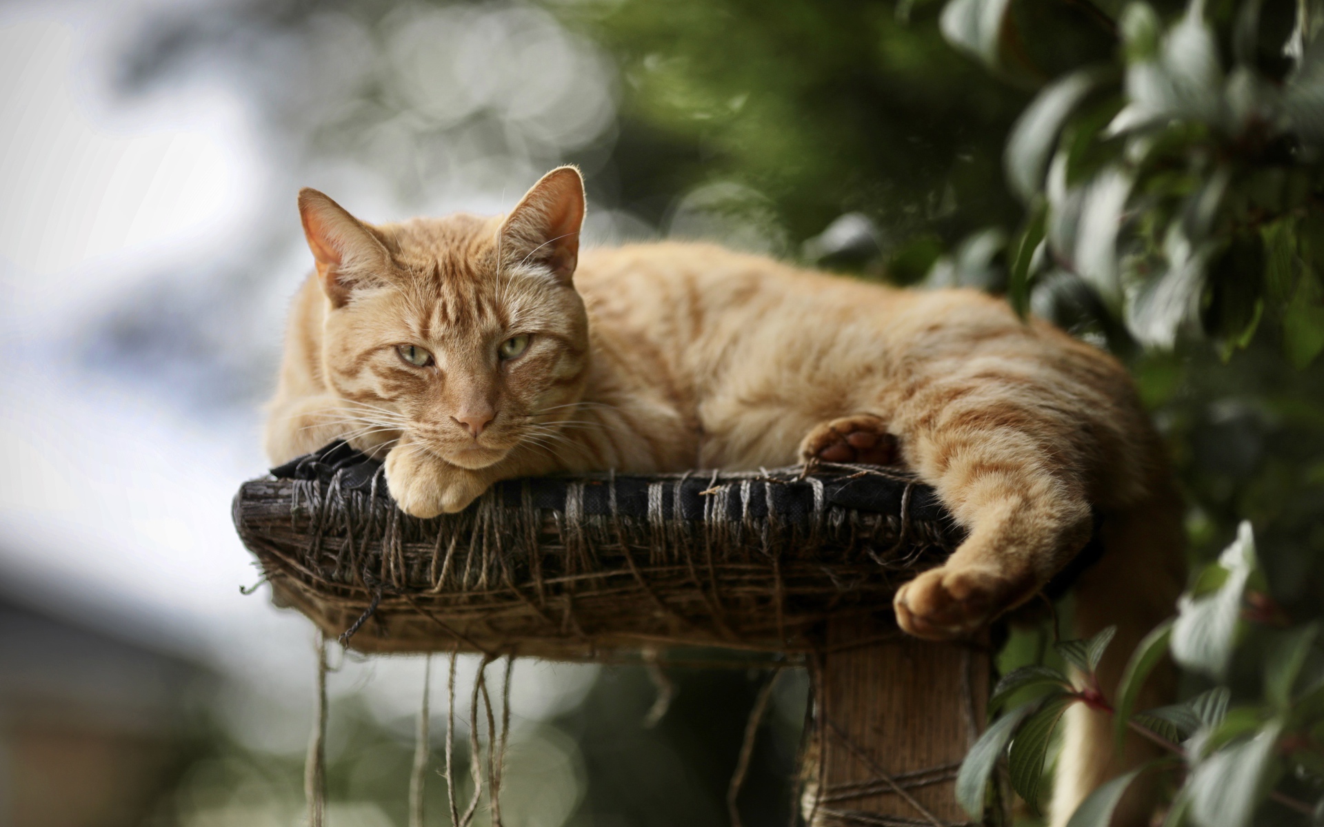 Красивый рыжий кот на лежанке 