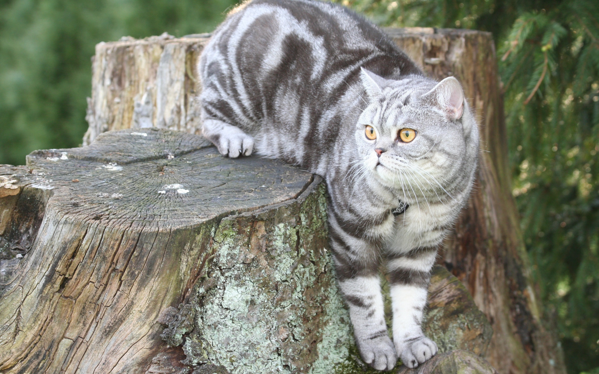 Полосатый британский кот сидит на пне 