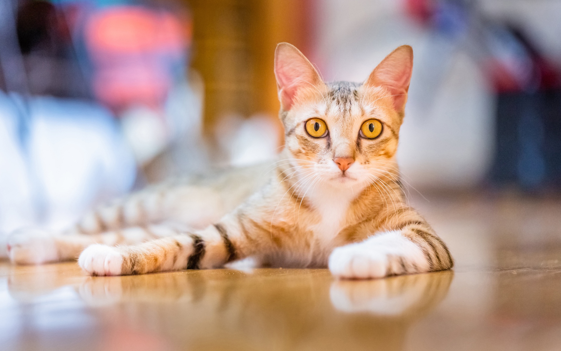 Domestic cat with yellow eyes lies on the floor