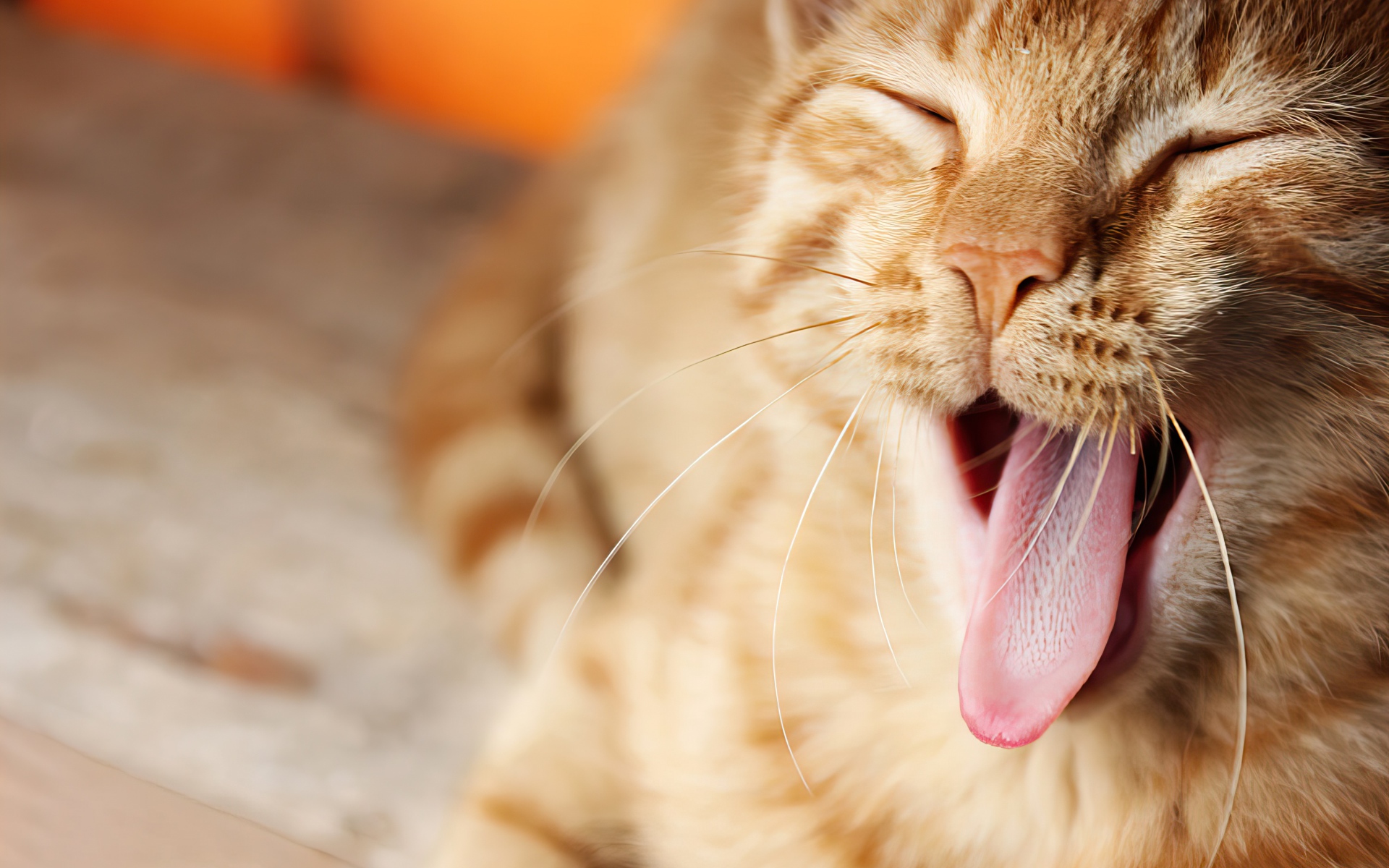 Забавный зевающий рыжий кот с высунутым языком