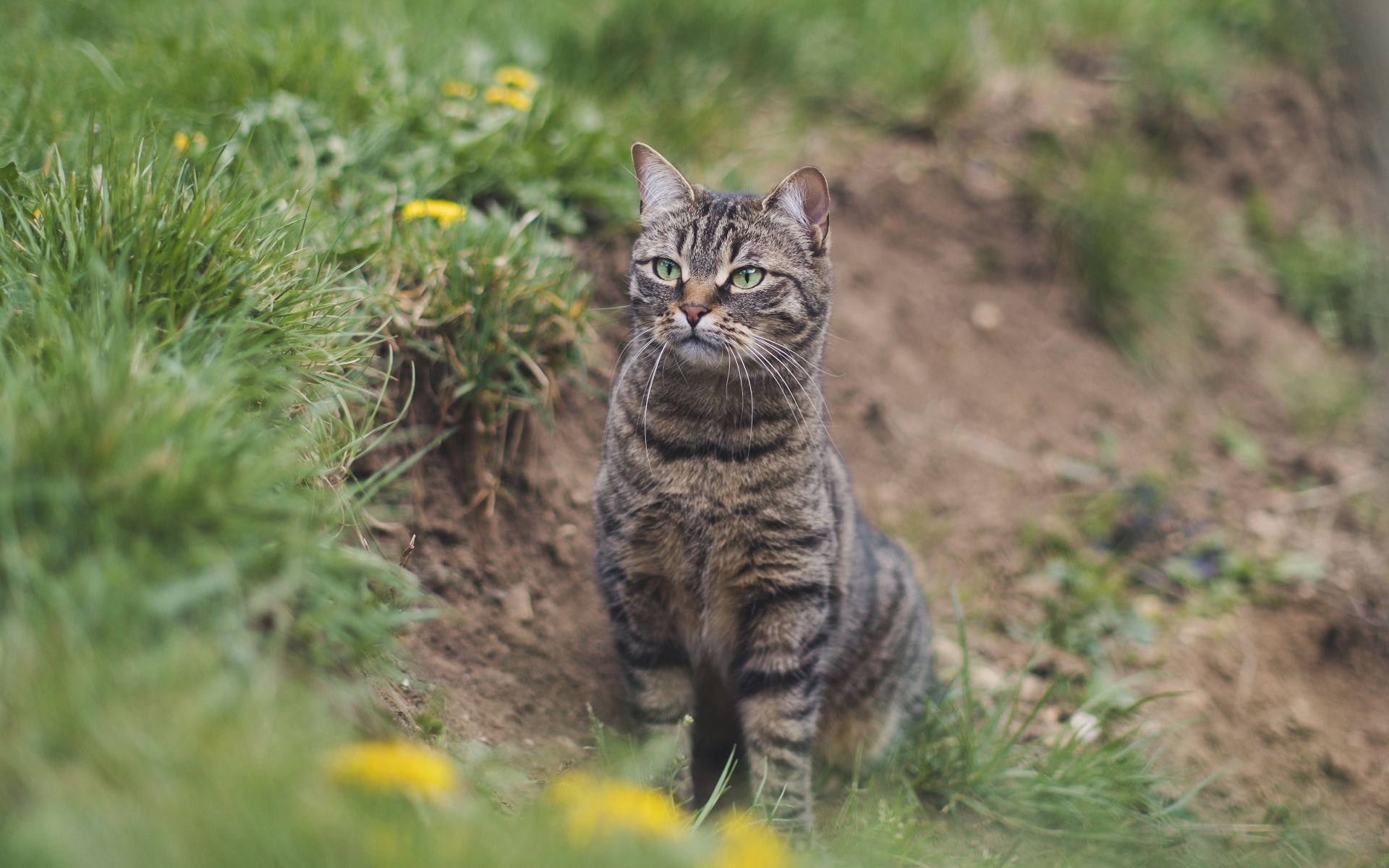 Серый полосатый кот охотится в зеленой траве 