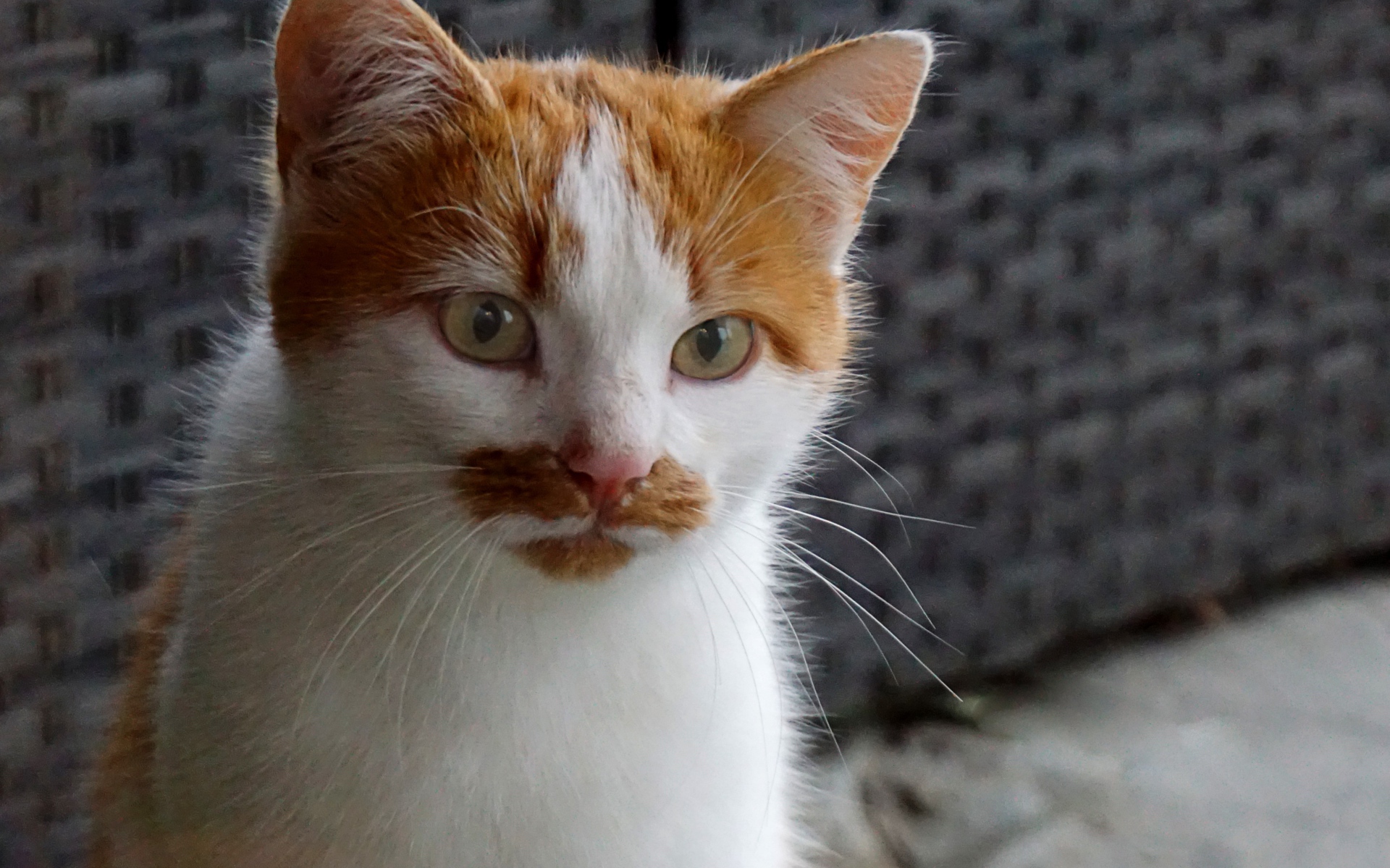 Рыжий с белым кот сидит на диване 