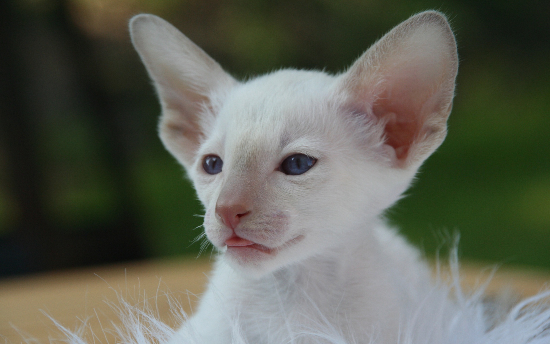 Маленький белый котенок с большими ушами 