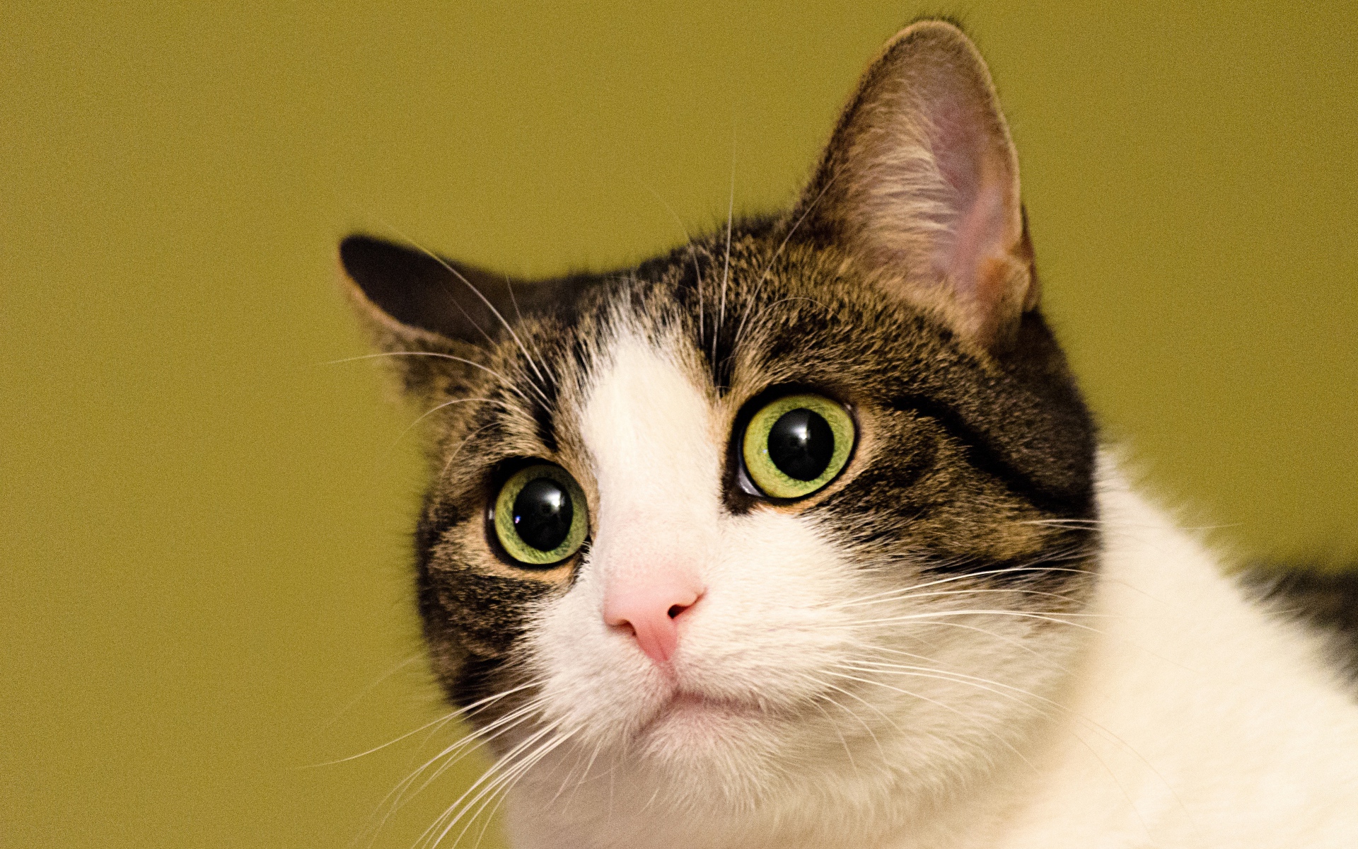 Удивленный кот на желтом фоне 