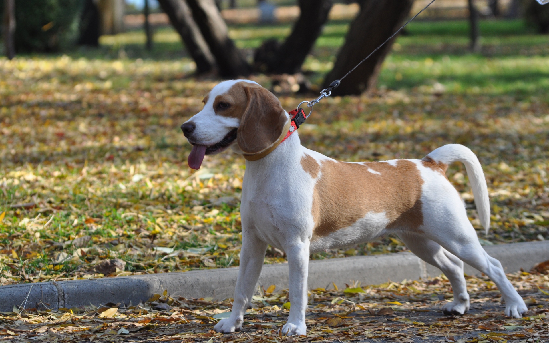 Красивый пес  породы бигль в парке 