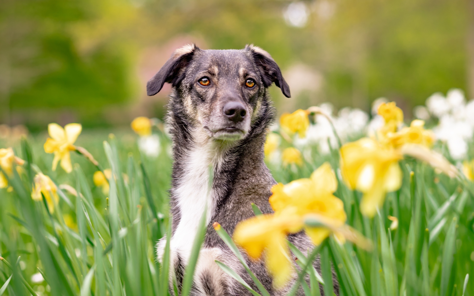 Красивая собака сидит в желтых нарциссах 