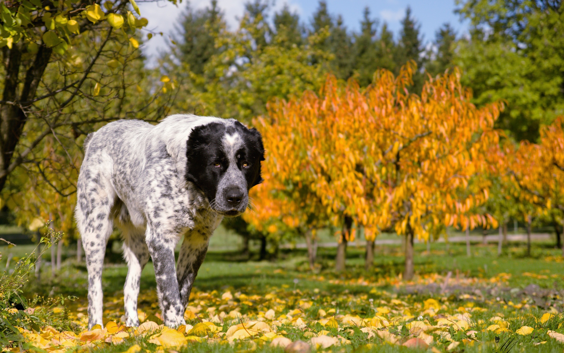 Большой алабай идет по парку осенью 
