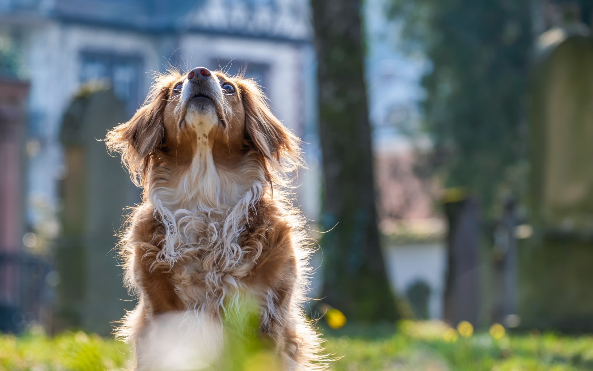 Большой пес смотрит вверх 