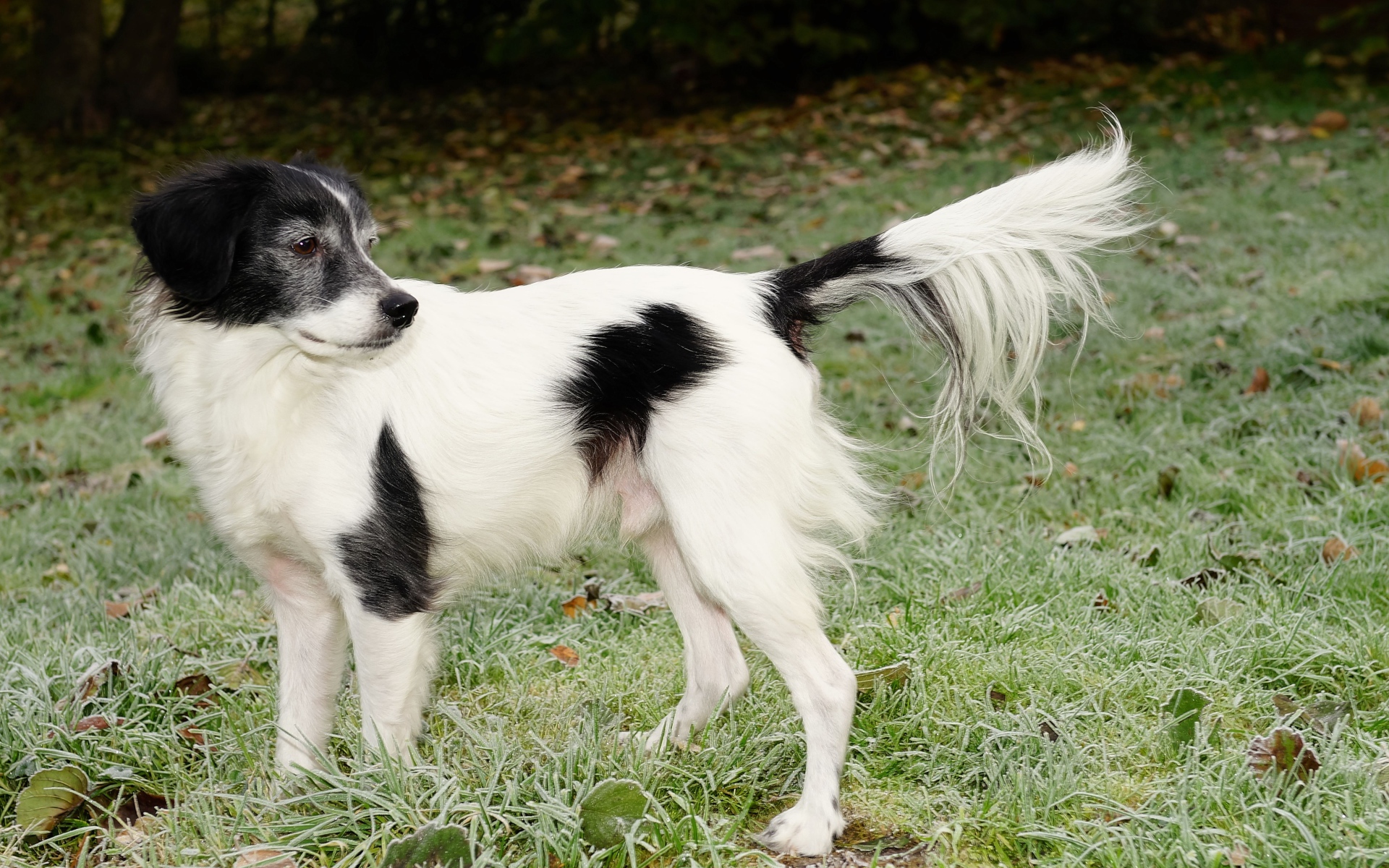 Большой бело-черный пес на зеленой траве 