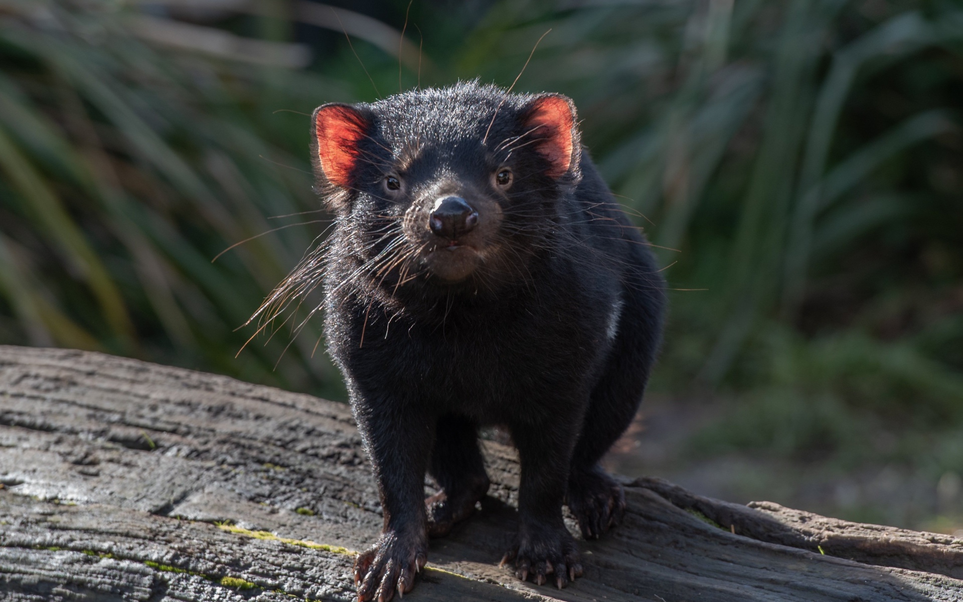 Черный тасманийский дьявол стоит на дереве 