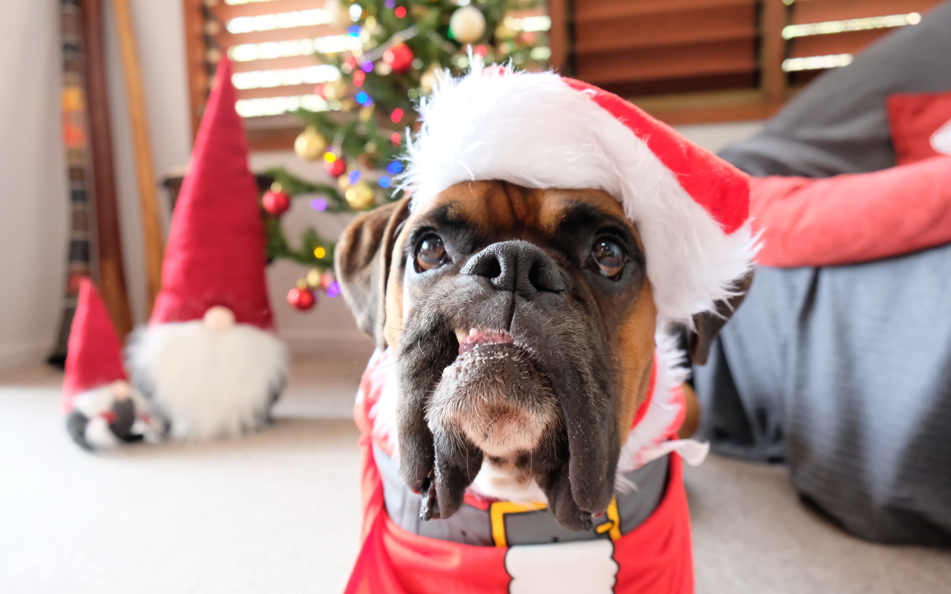 Бульдог в новогоднем костюме в  комнате 