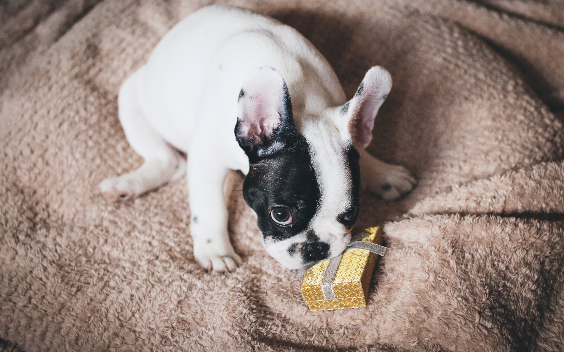 French Bulldog with a gift on the bed