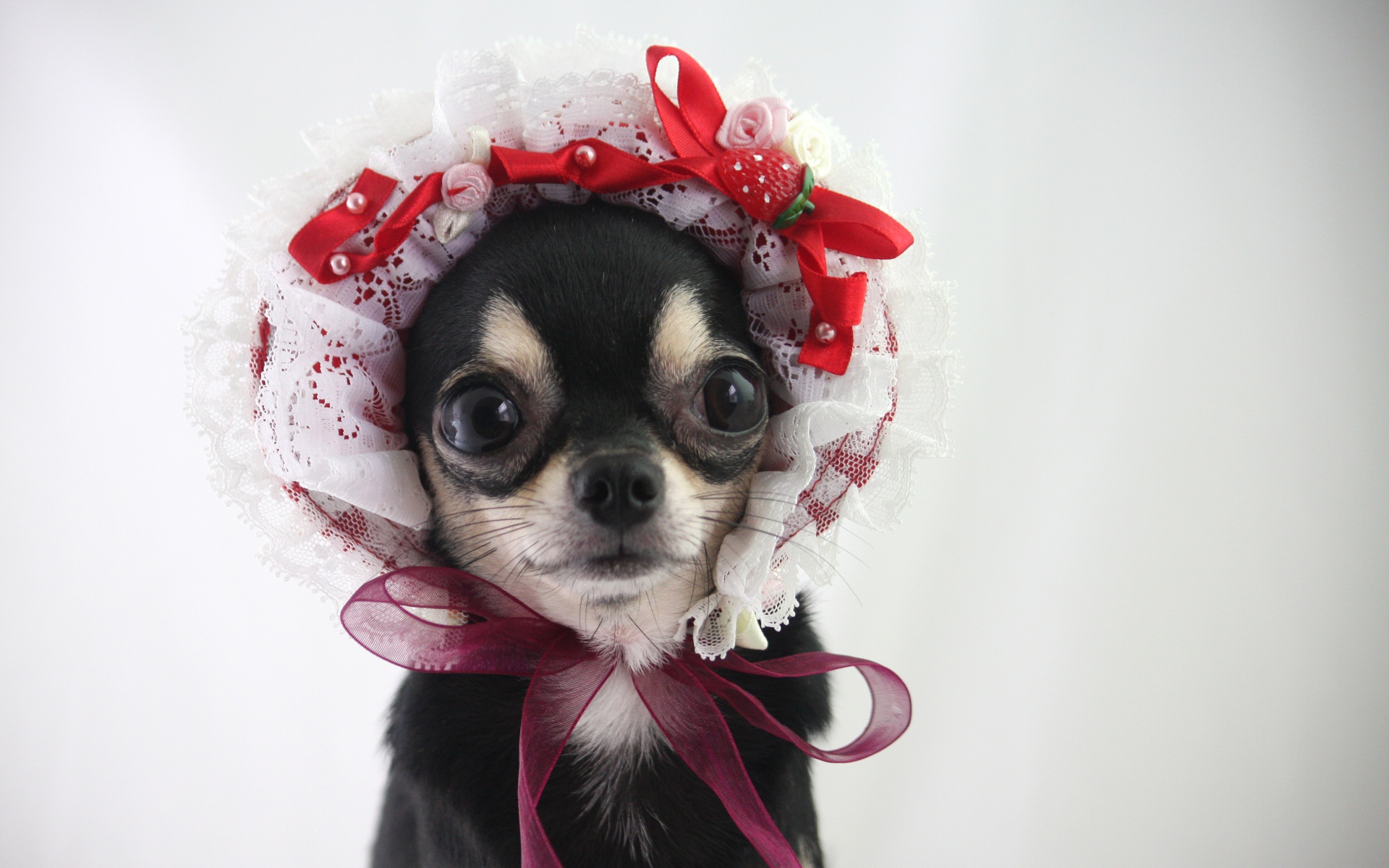 Смешная собака породы чихуахуа в шапке 