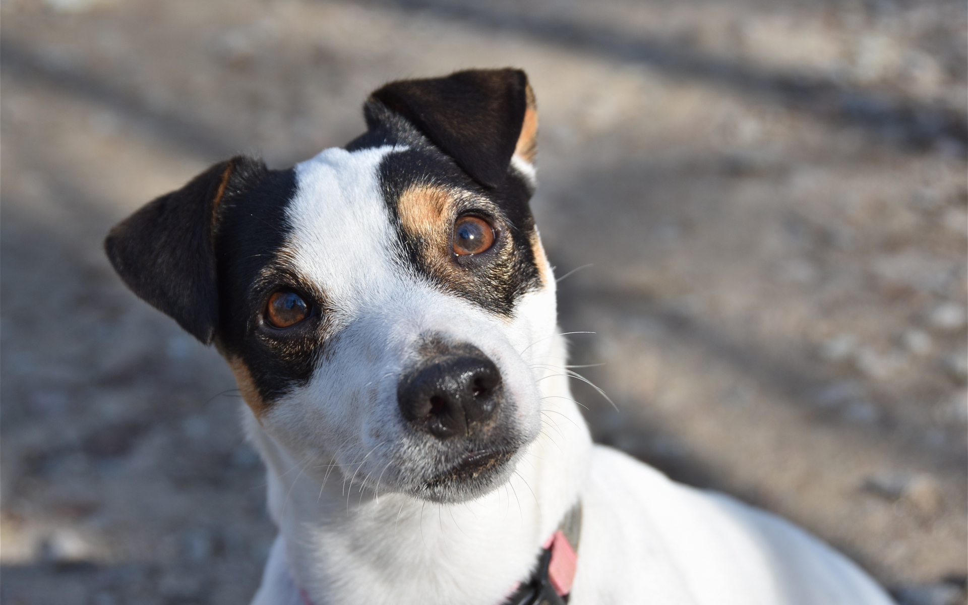 Любопытный пес породы Джек рассел терьер 