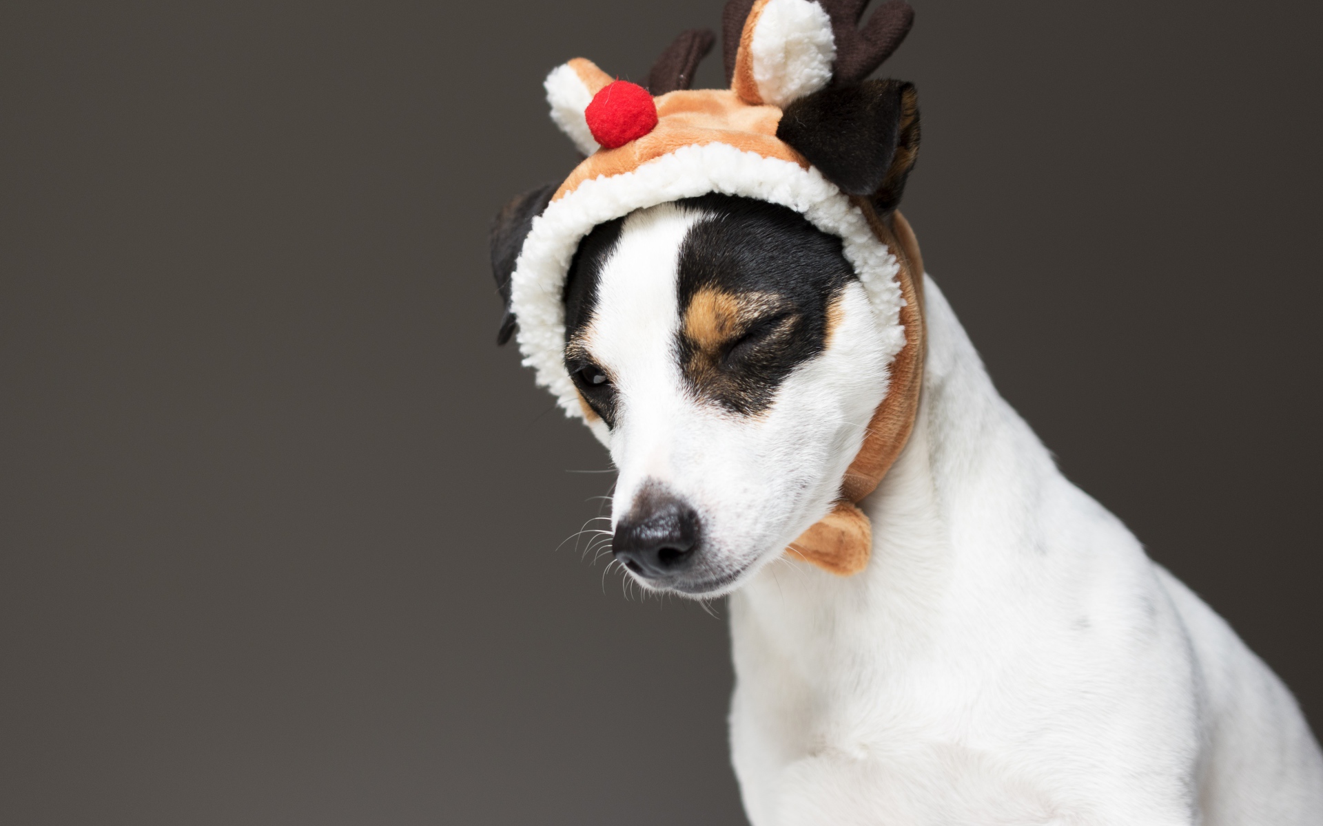 Джек рассел терьер в новогодней шапке на сером фоне