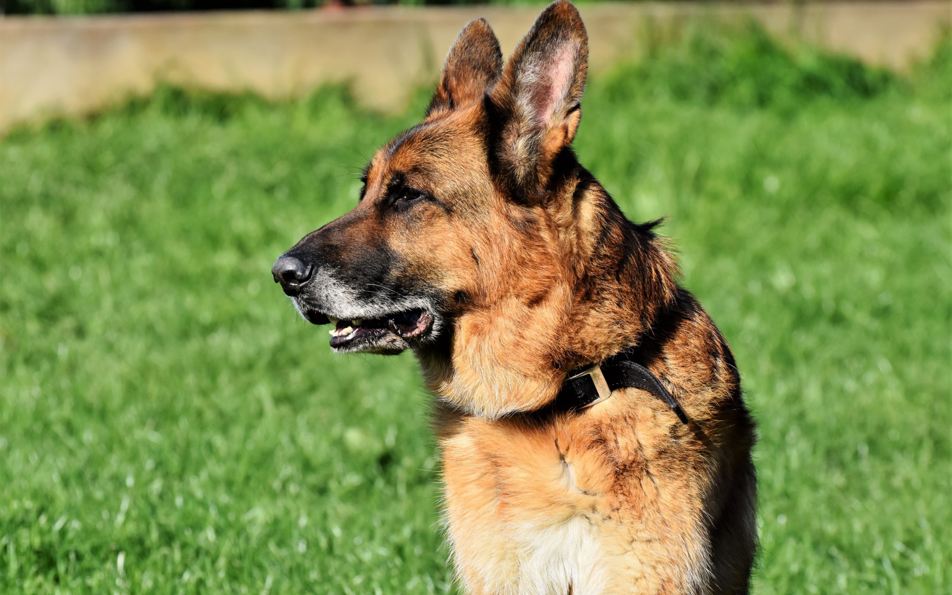 Большая овчарка с открытой пастью сидит на траве 