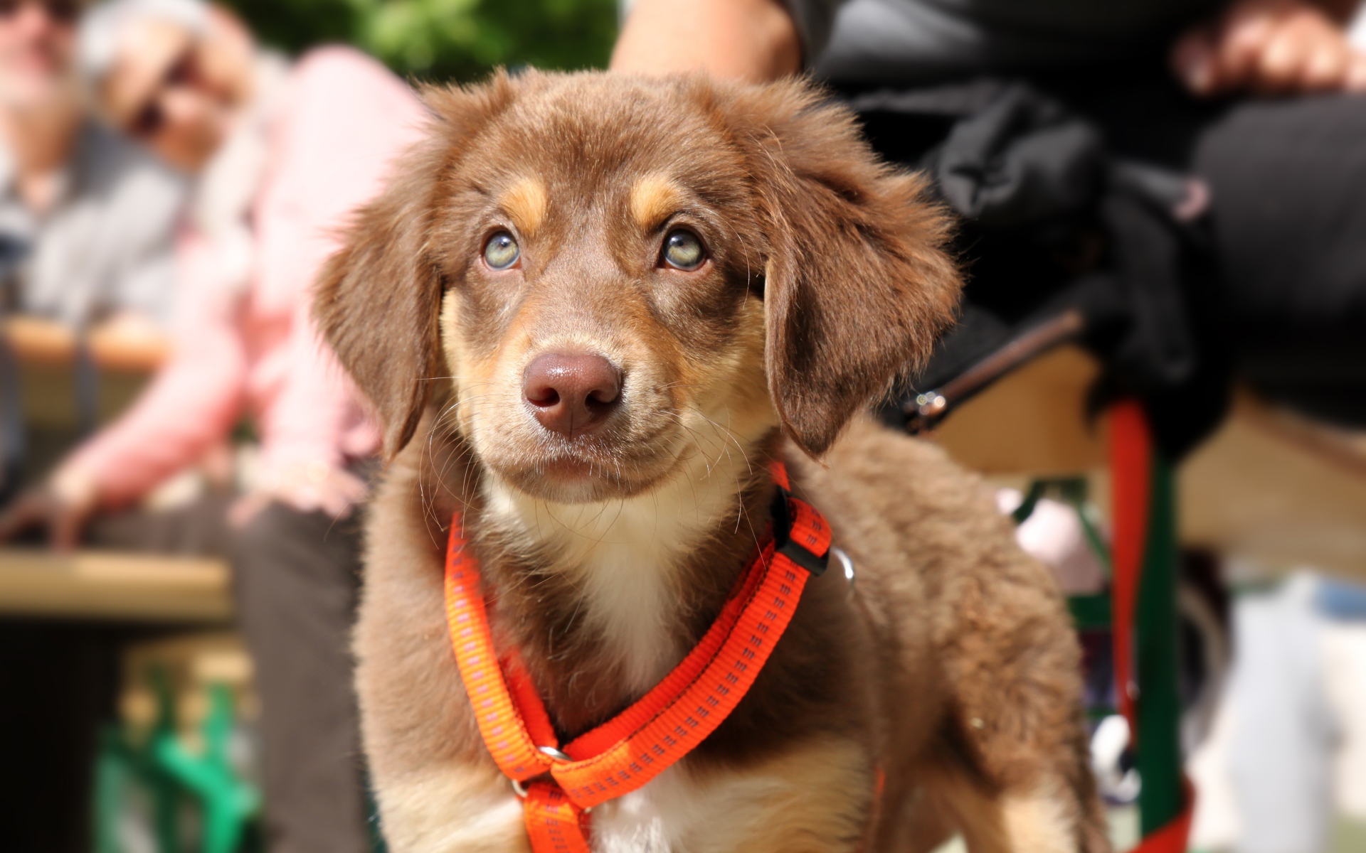 Маленький щенок ретривера на поводке 