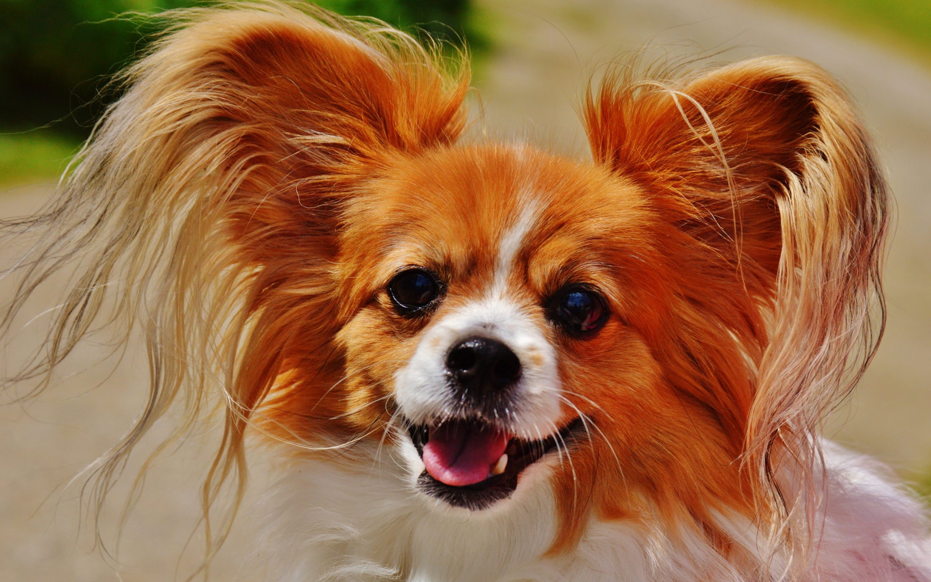 Собака папильон в пушистыми ушами