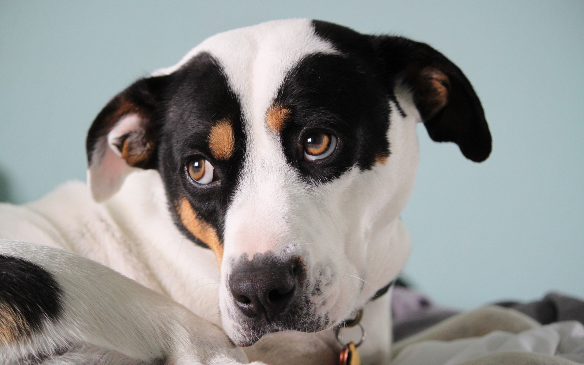 Грустный Джек рассел терьер лежит на кровати 