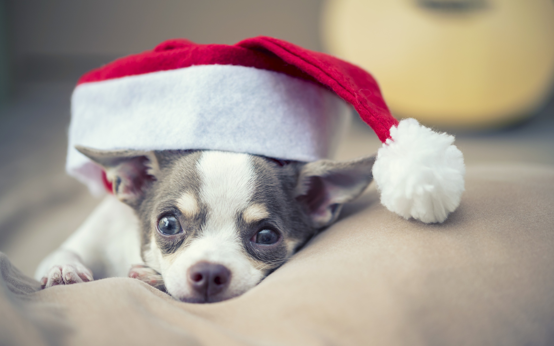 Грустный чихуахуа в шапке Санта Клауса