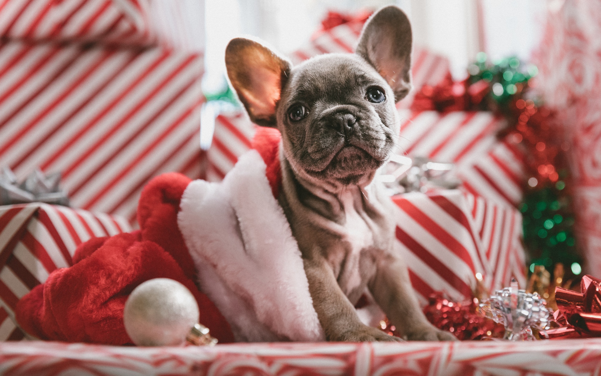 Грустный серый щенок французского бульдога с подарками на новый год 