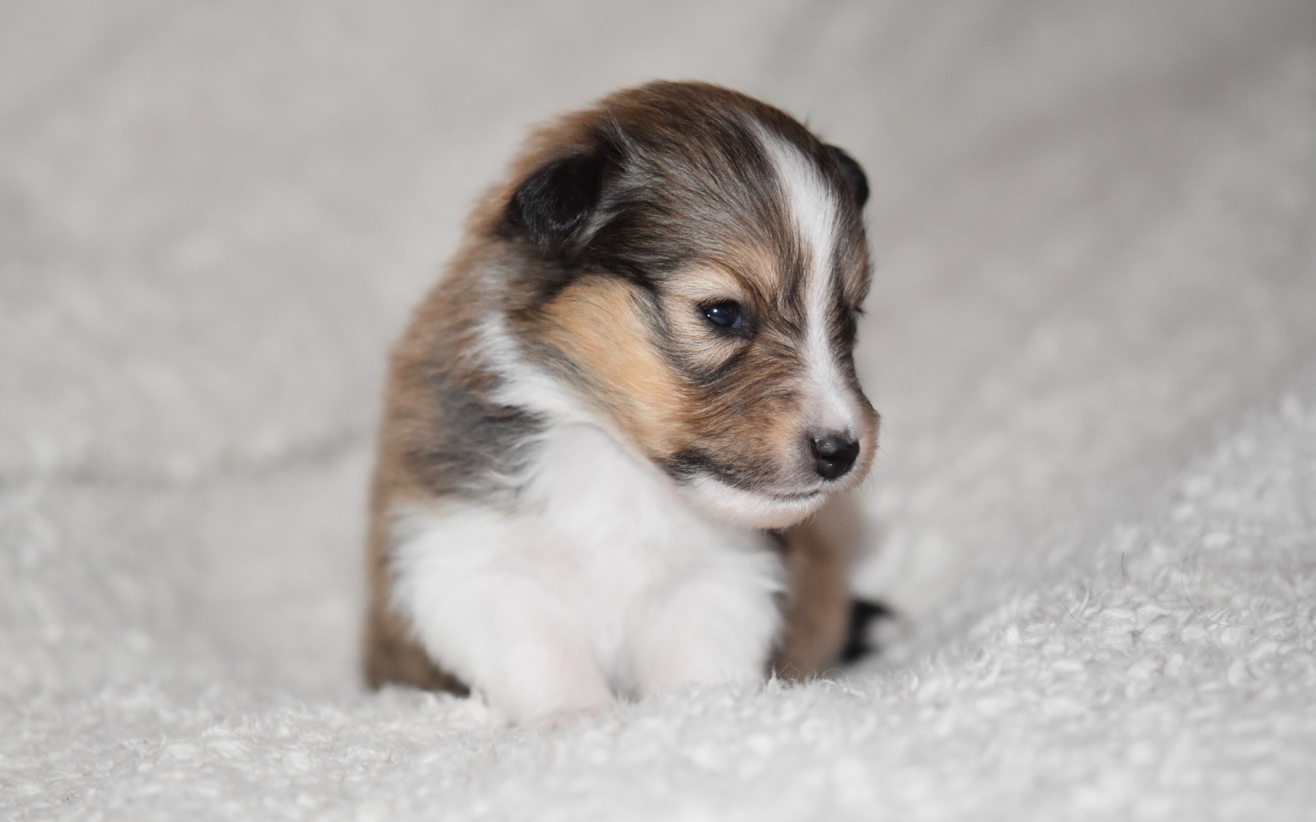 Маленький щенок шелти на белом покрывале 