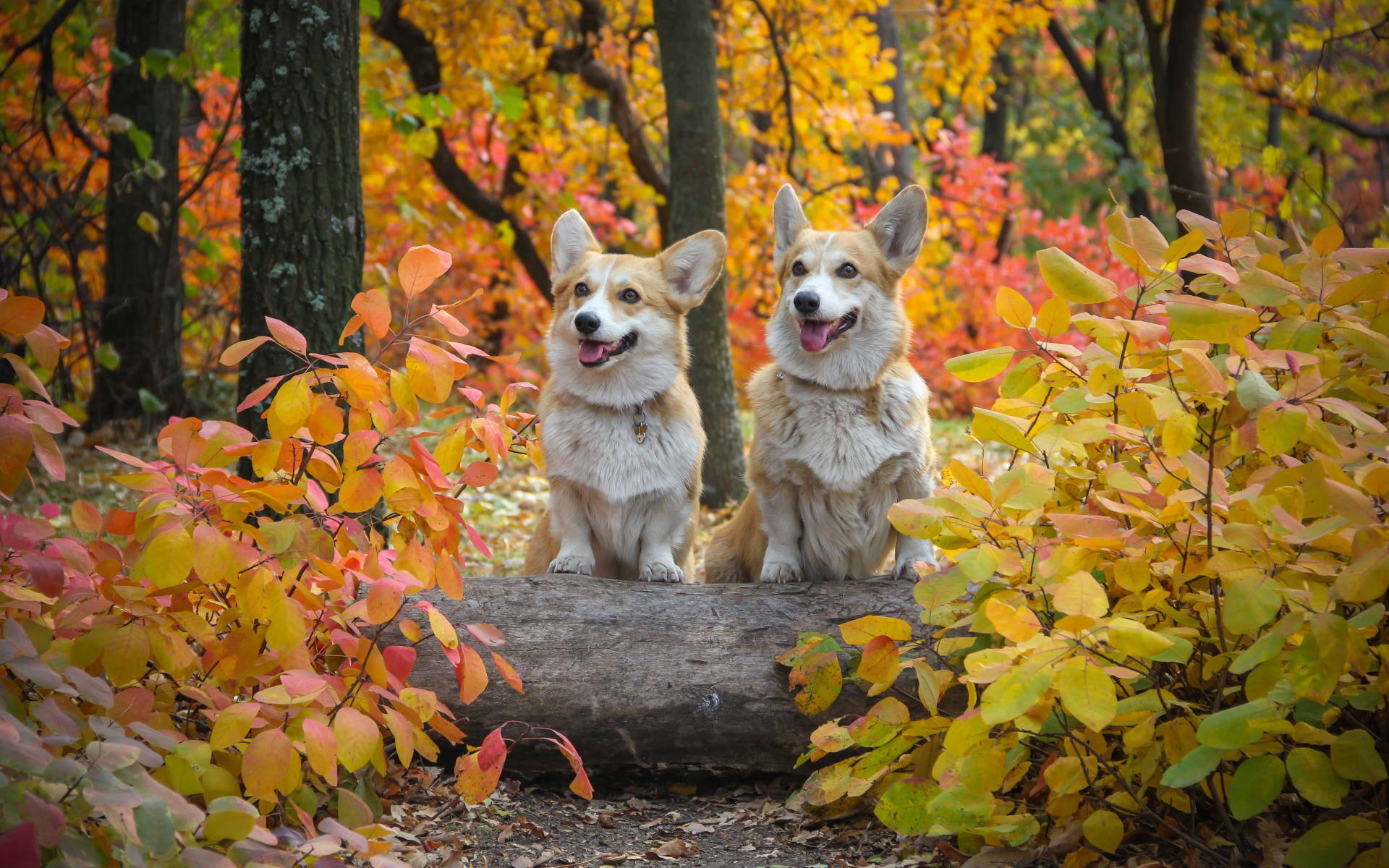 Две собаки вельш корги в осеннем парке 