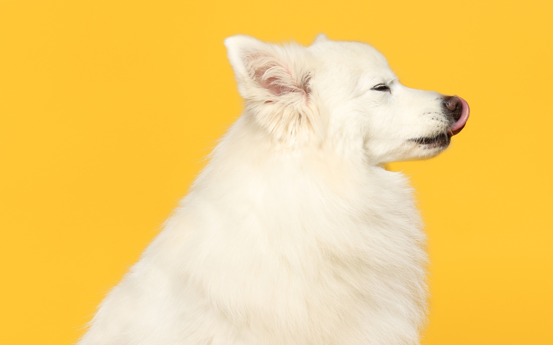Белый шпиц с высунутым языком на желтом фоне