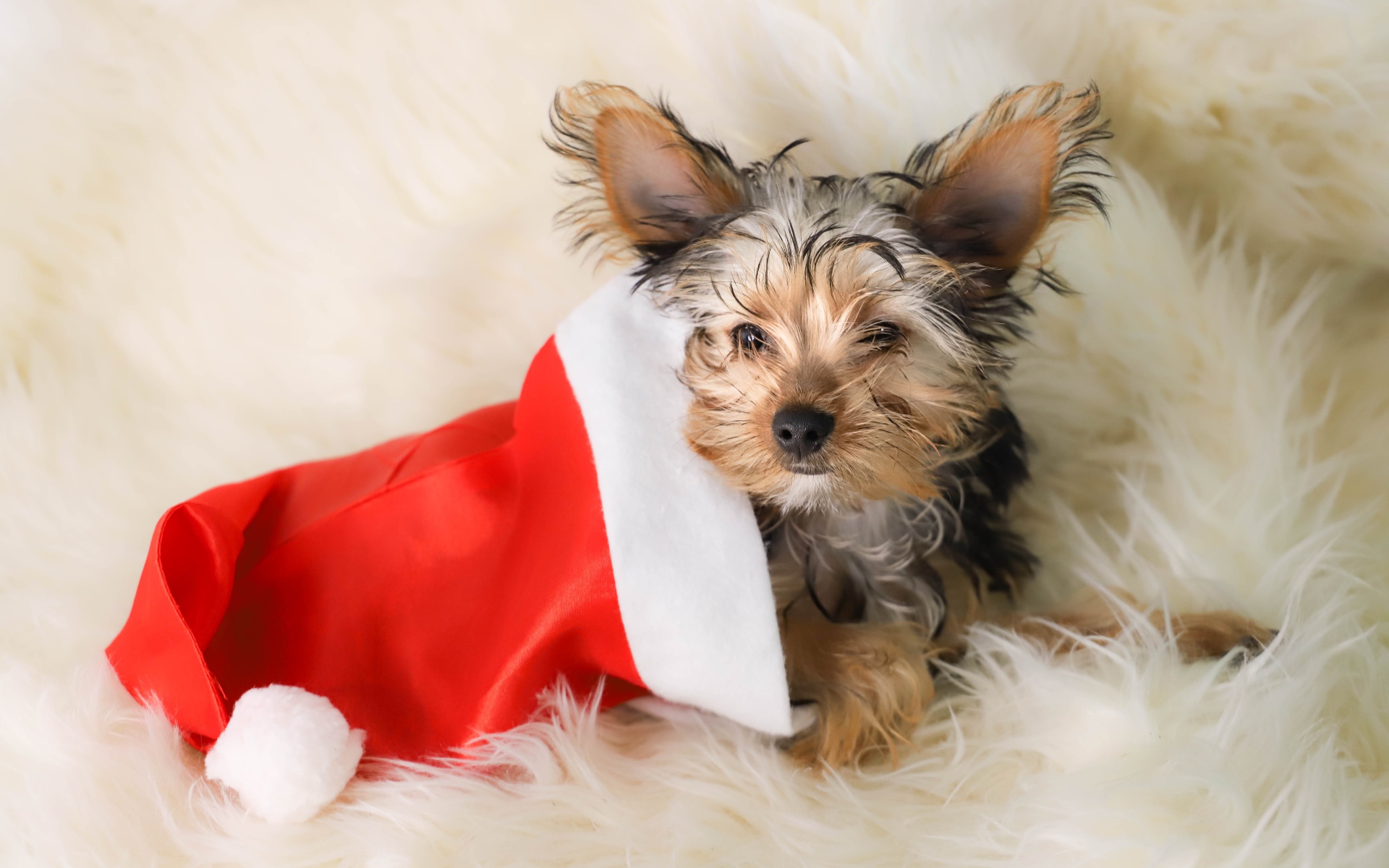 Собака породы йоркширский терьер в новогоднем колпаке 