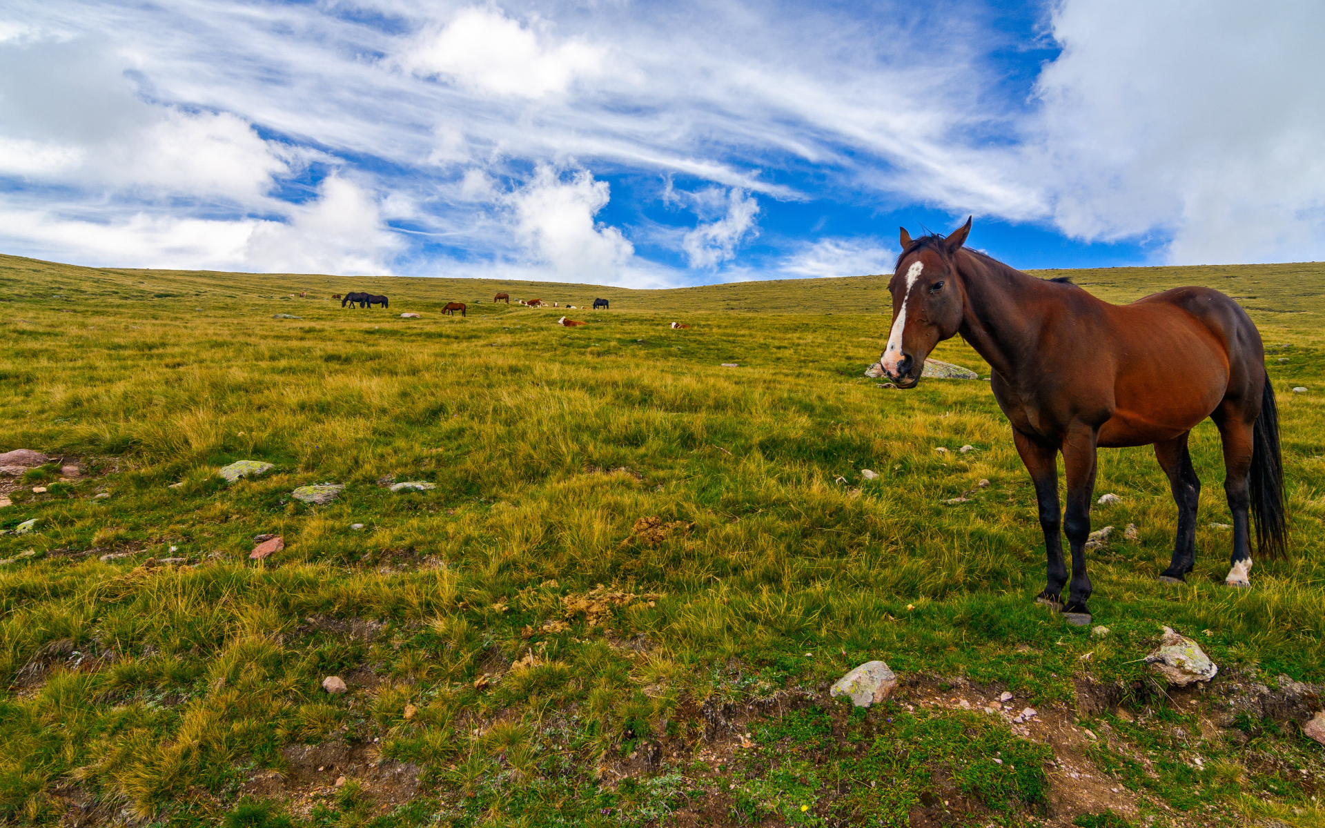 A horse grazes on a field under a beautiful sky