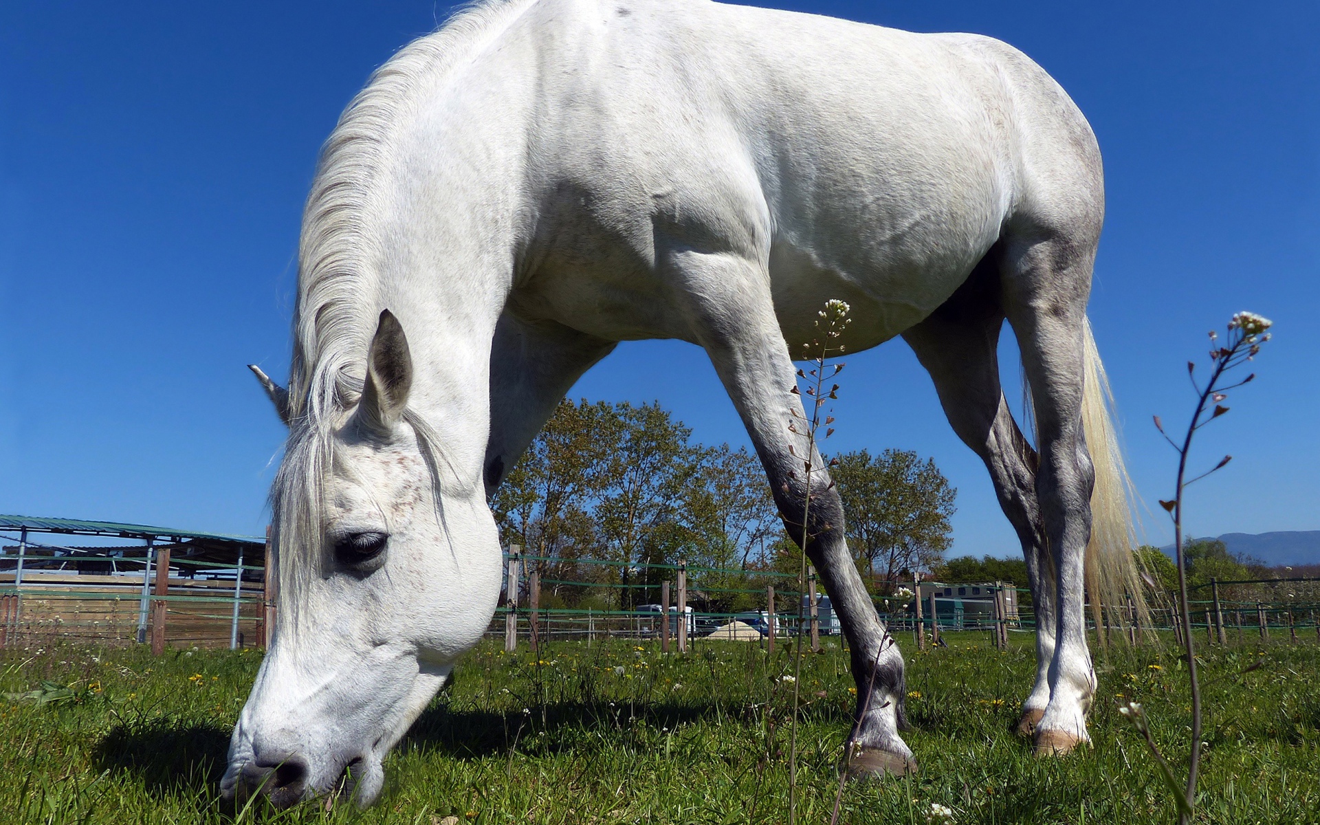Большой белый конь пасется на зеленом лугу 