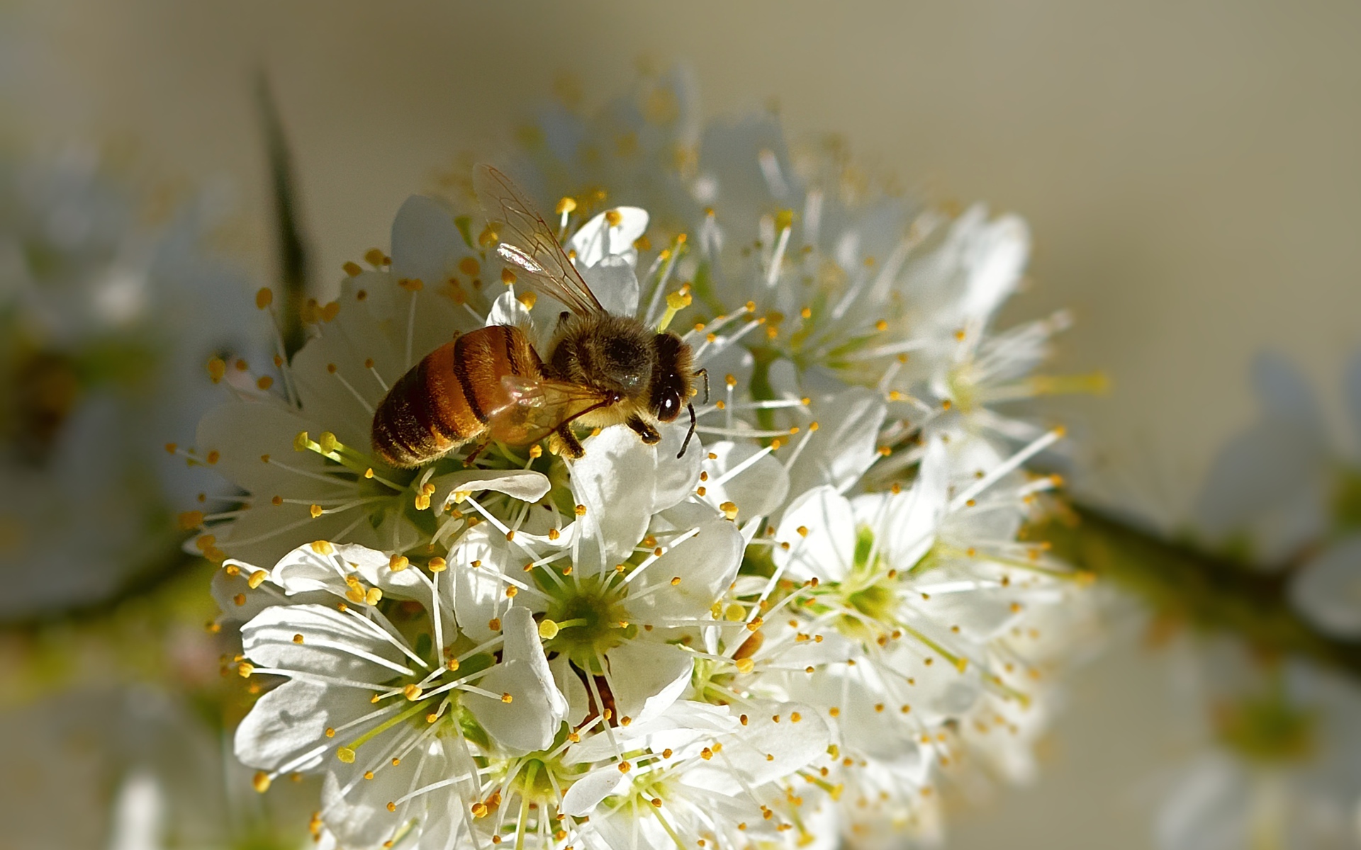 Пчела сидит на цветущей ветке вишни весной