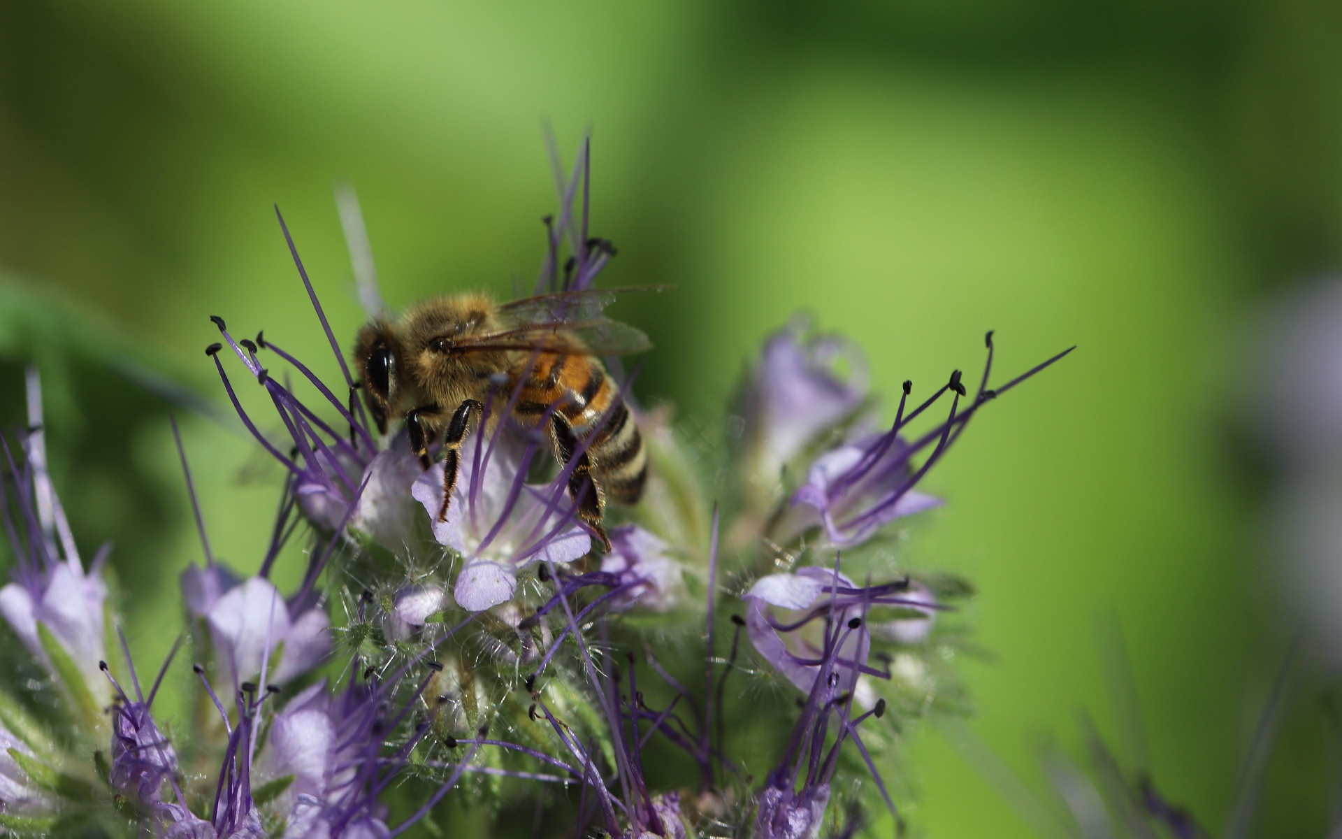 Пчела сидит на фиолетовом цветке на зеленом фоне
