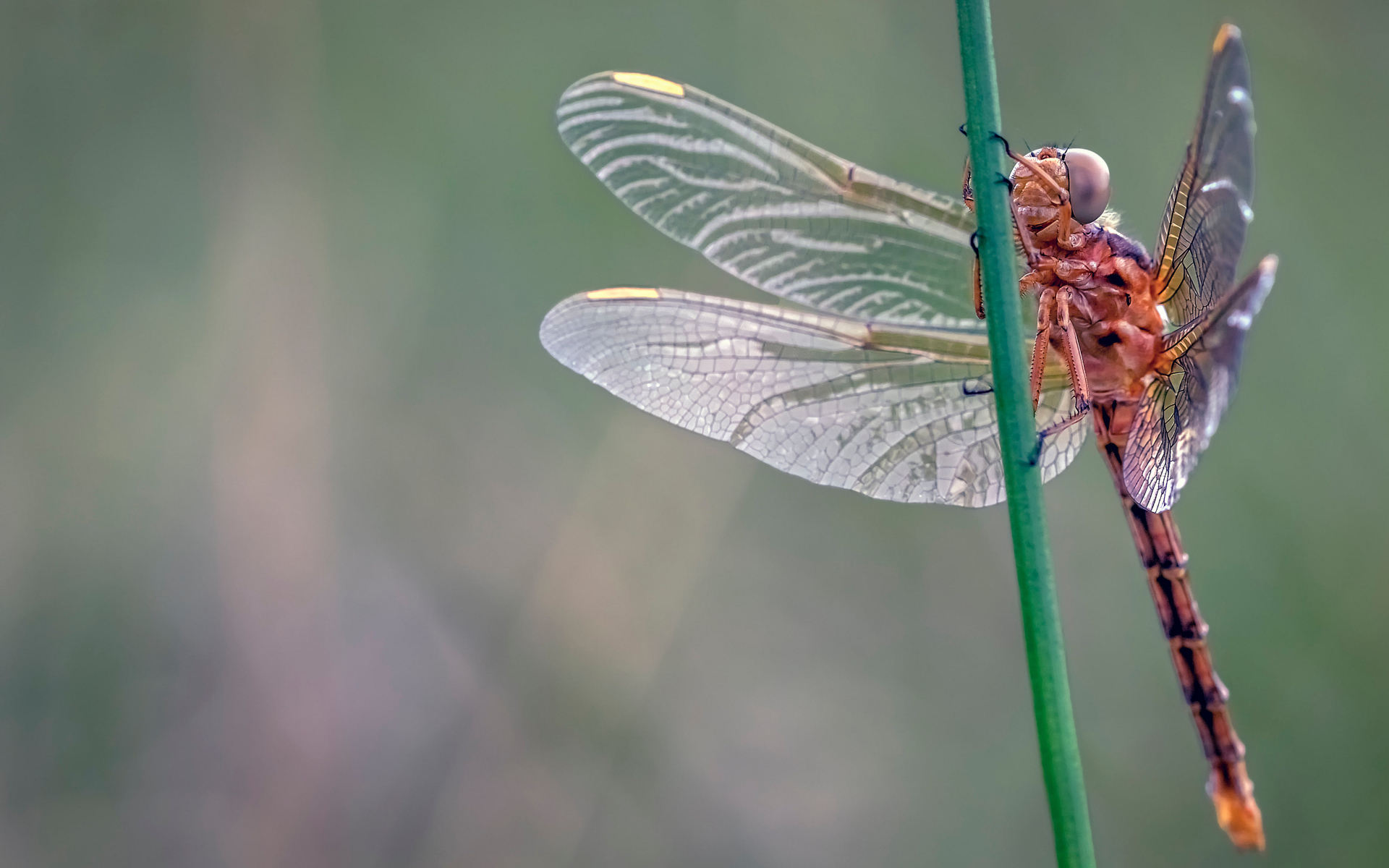 Красивая стрекоза сидит на зеленой траве 
