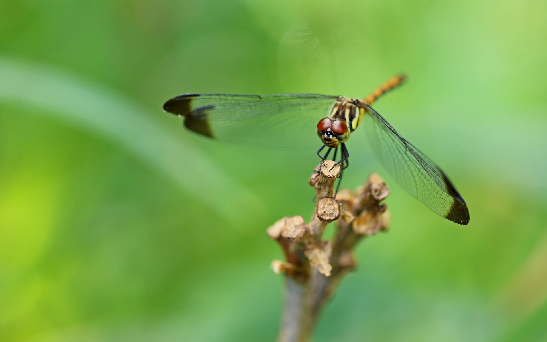Красивая стрекоза с черными прозрачными крыльями 