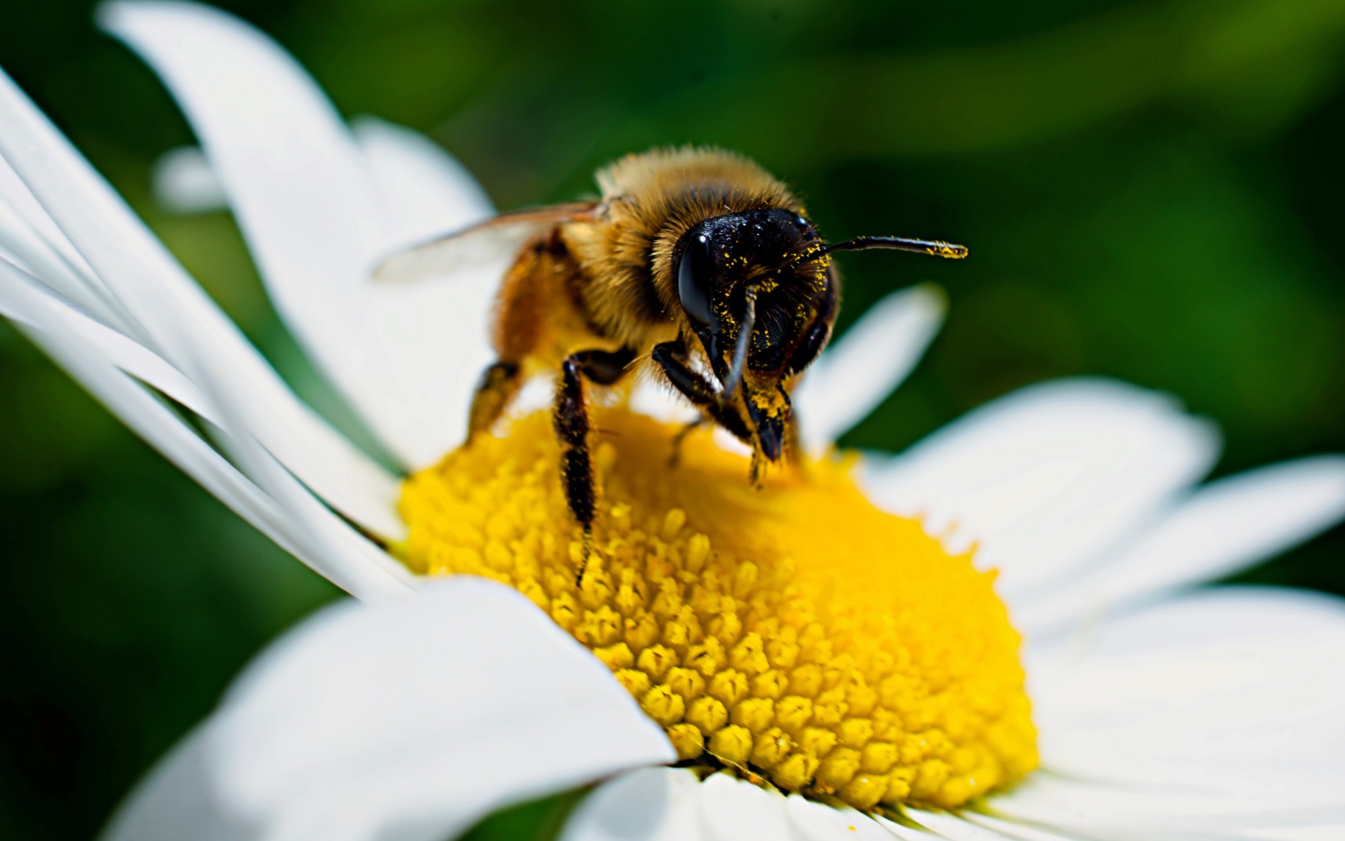 Большая пчела сидит на белом цветке ромашки