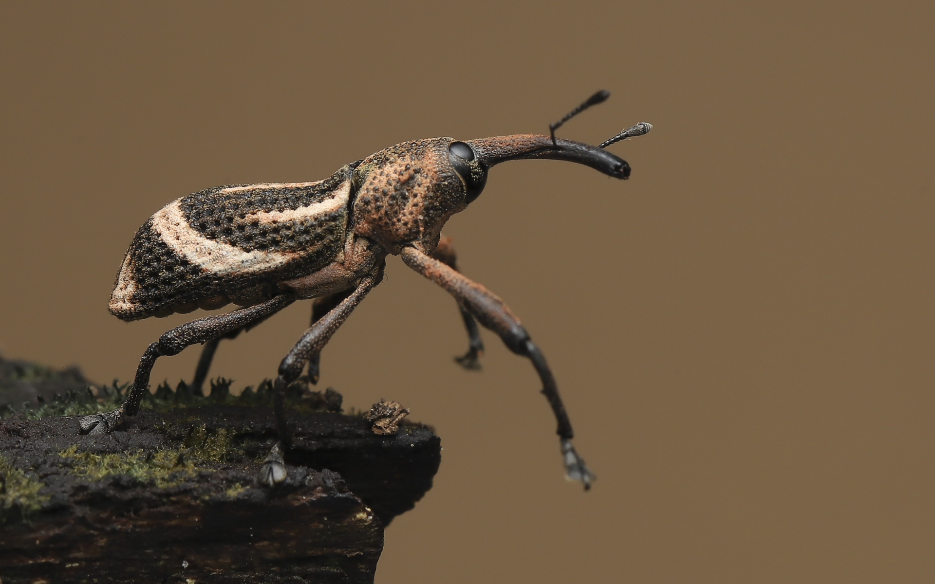 Большой жук долгоносик крупным планом