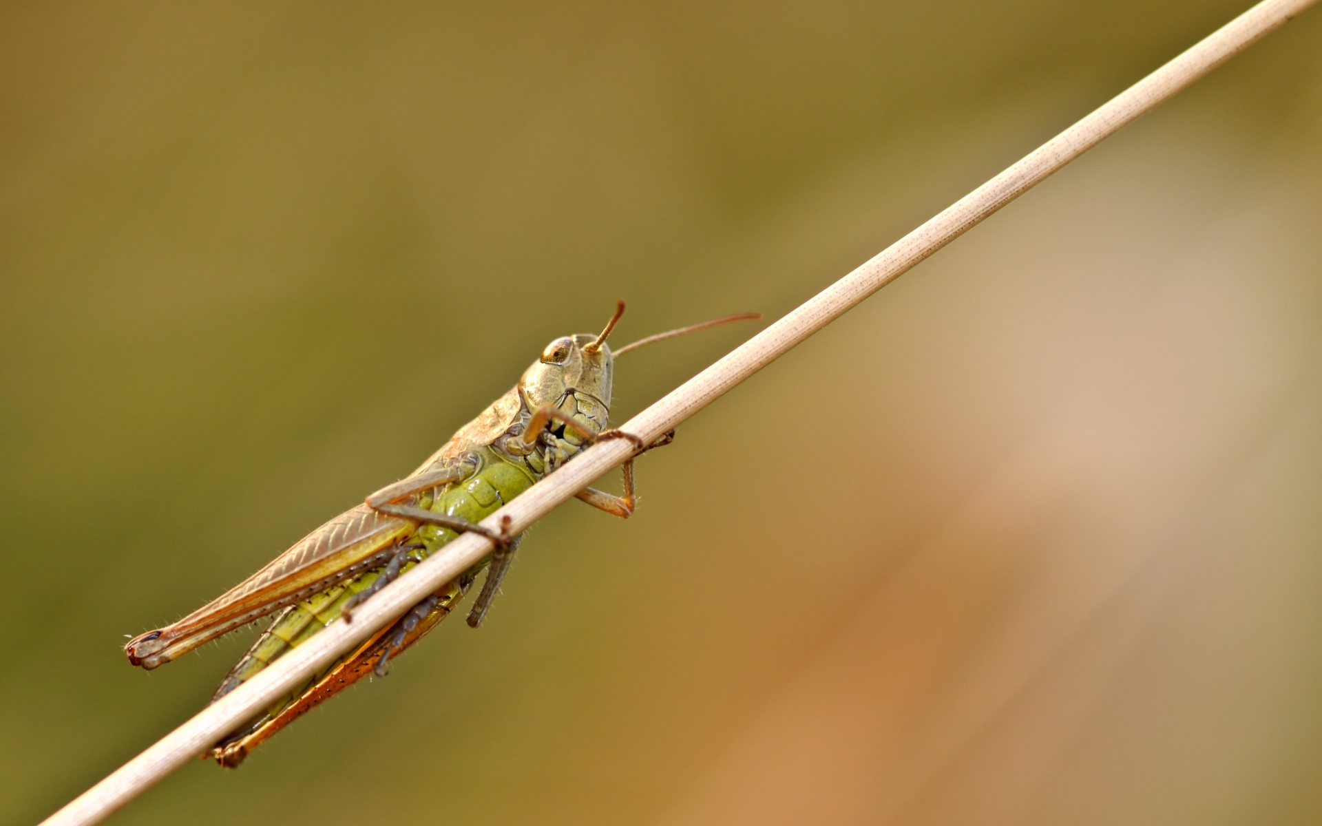 Большой зеленый кузнечик сидит на траве