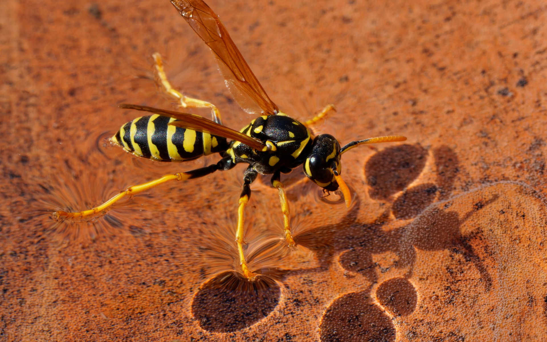 Большая желтая оса сидит на воде 